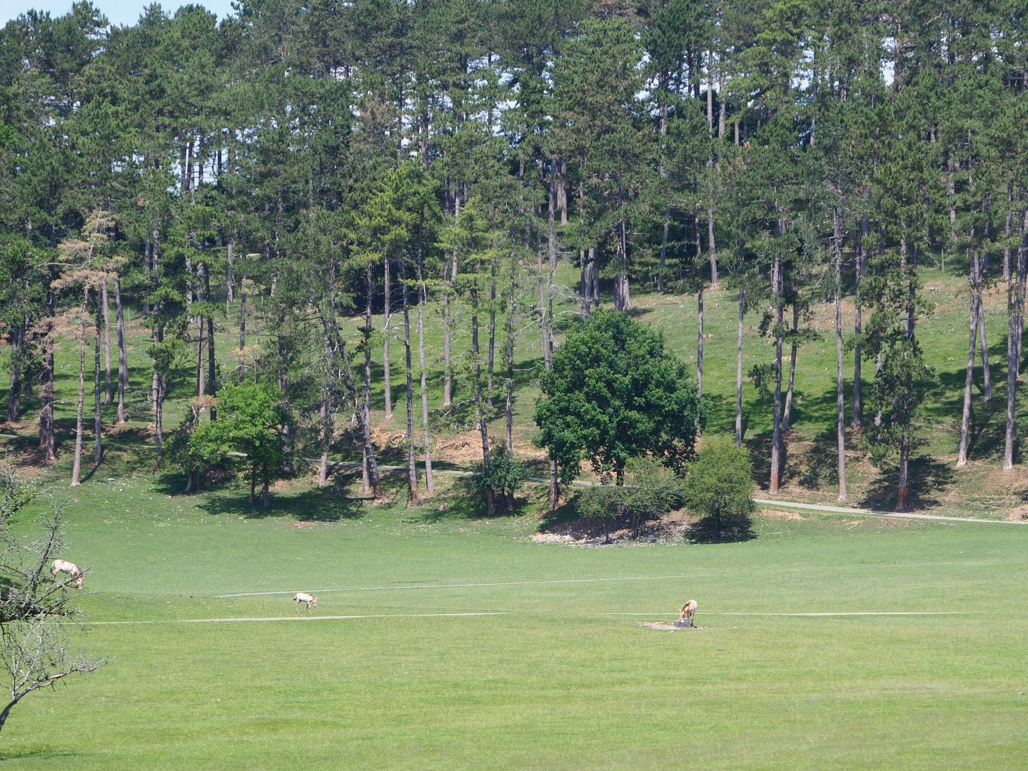 Forest area in the large mixed hoofstock paddock in the Lesse valley/Lower area of the wildlife park, 2020-07-12