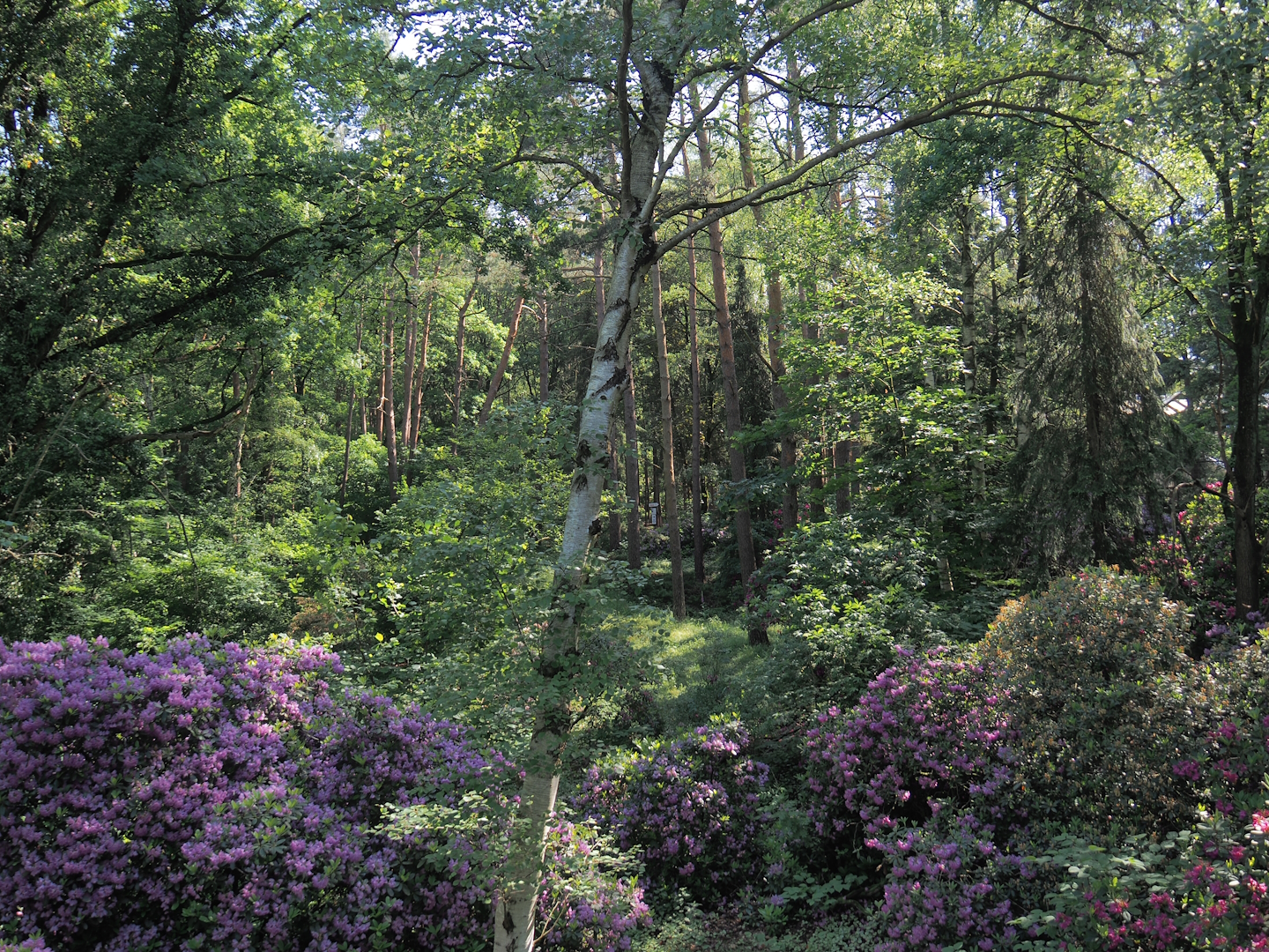 Forest area with Rhododendrons near entrance, 2024-05-23