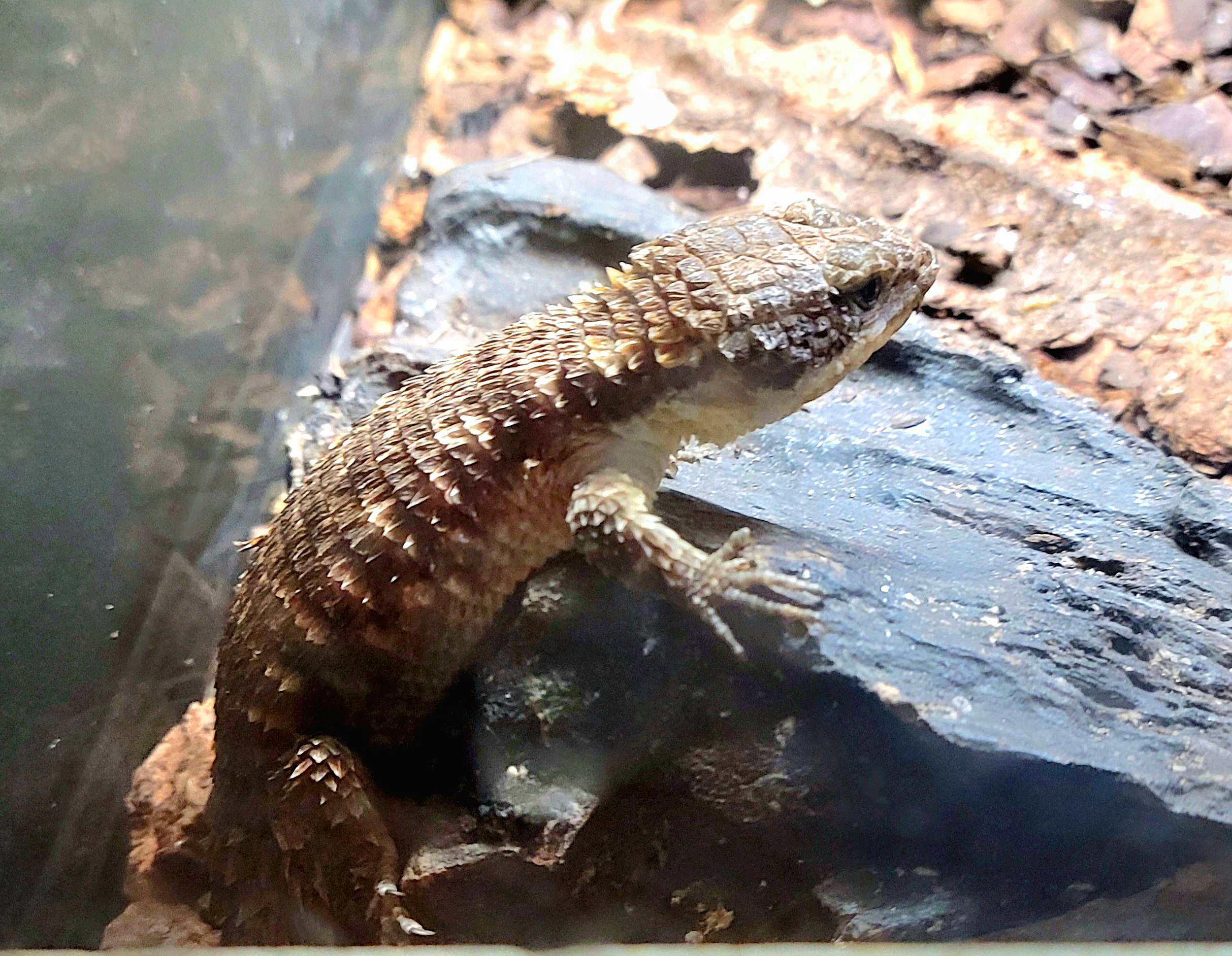 Forest Armadillo Lizard - Bee City Zoo - March 2025