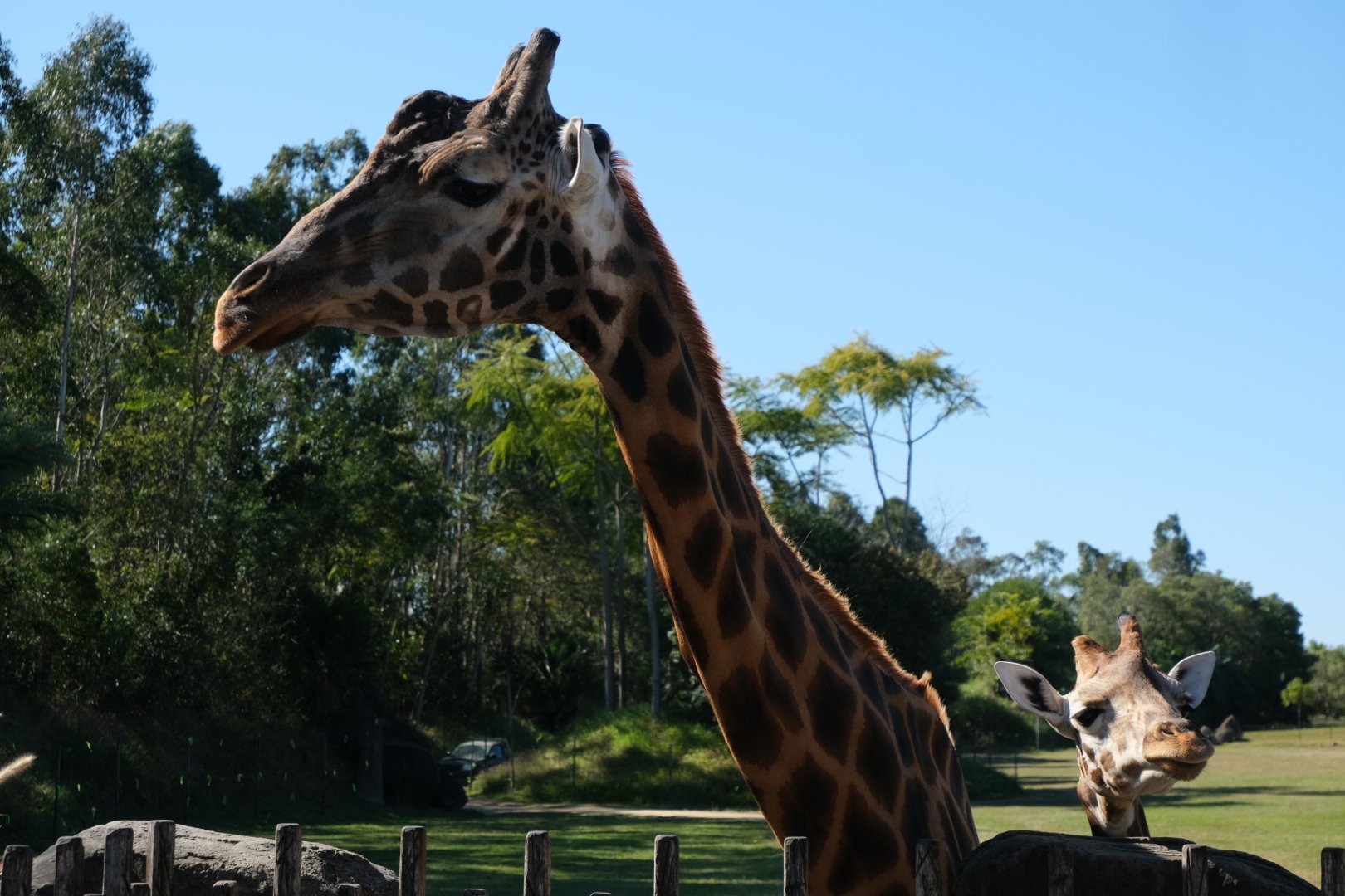 Forest - Australia Zoo