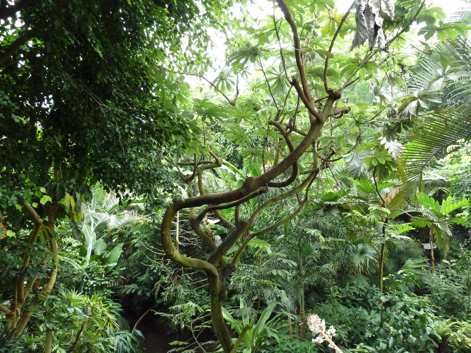 Forest Aviary - 35 Bird Species