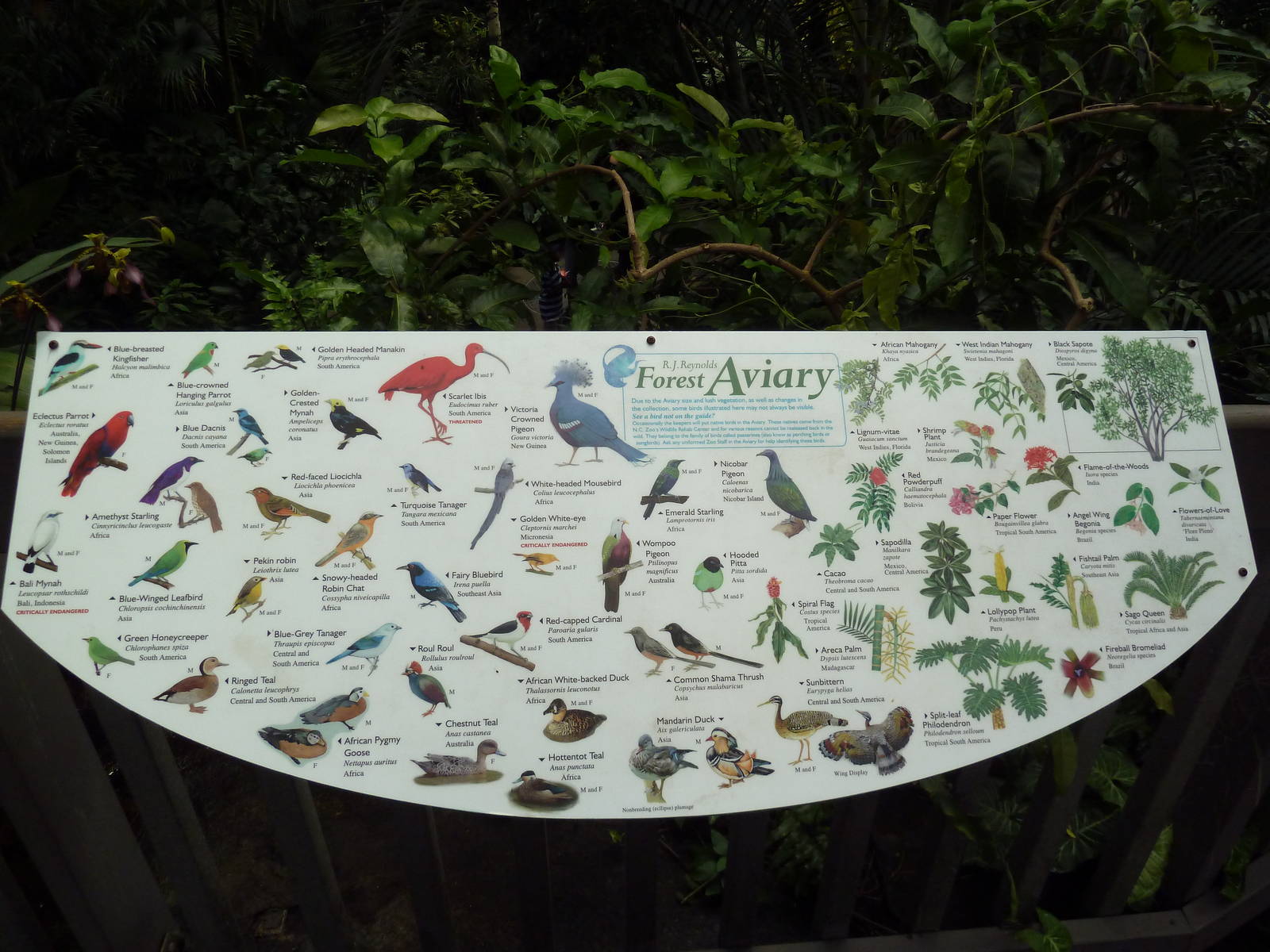 Forest Aviary - 35 Bird Species