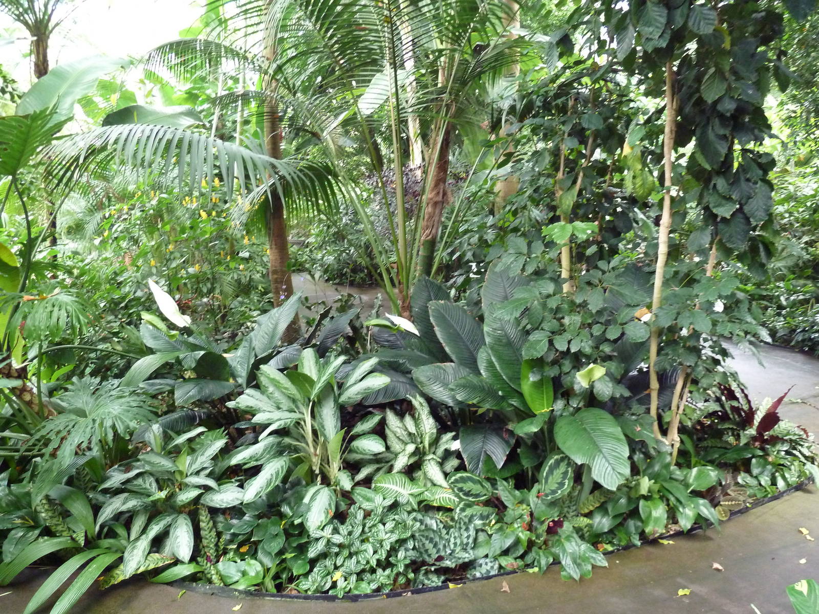 Forest Aviary - 35 Bird Species