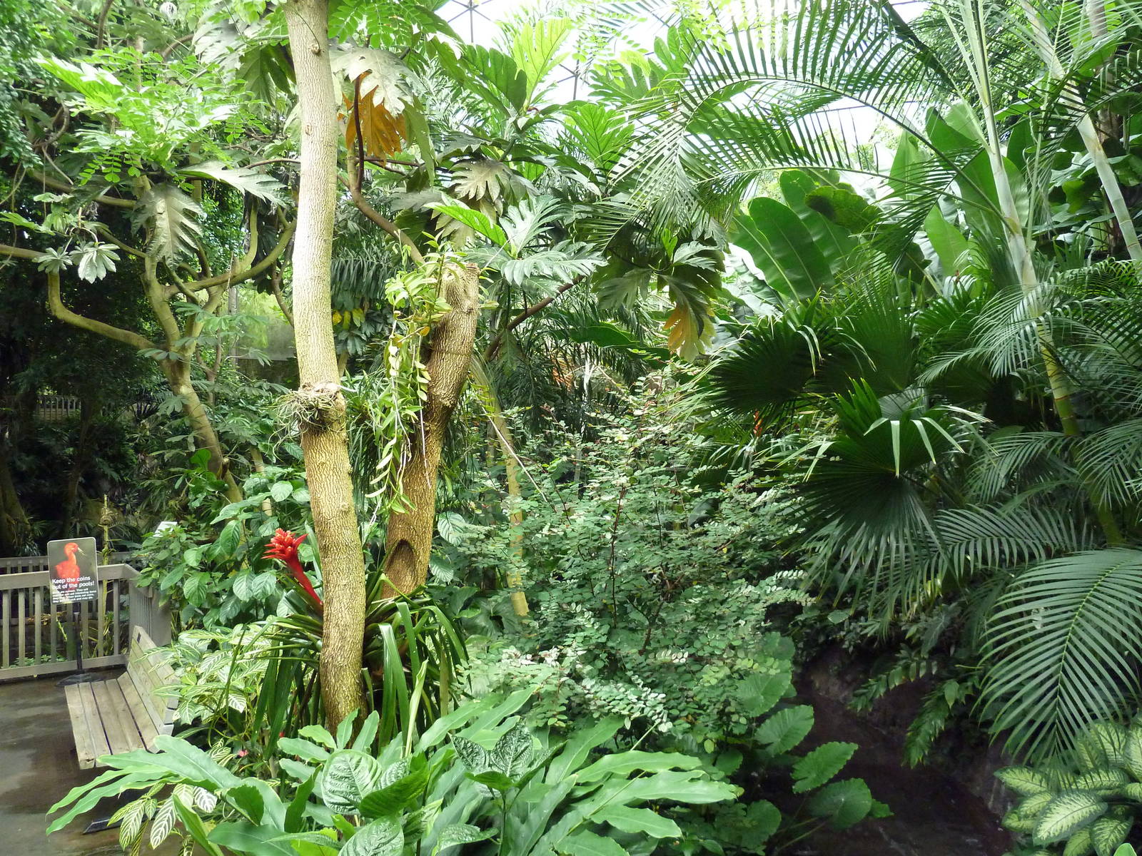 Forest Aviary - 35 Bird Species