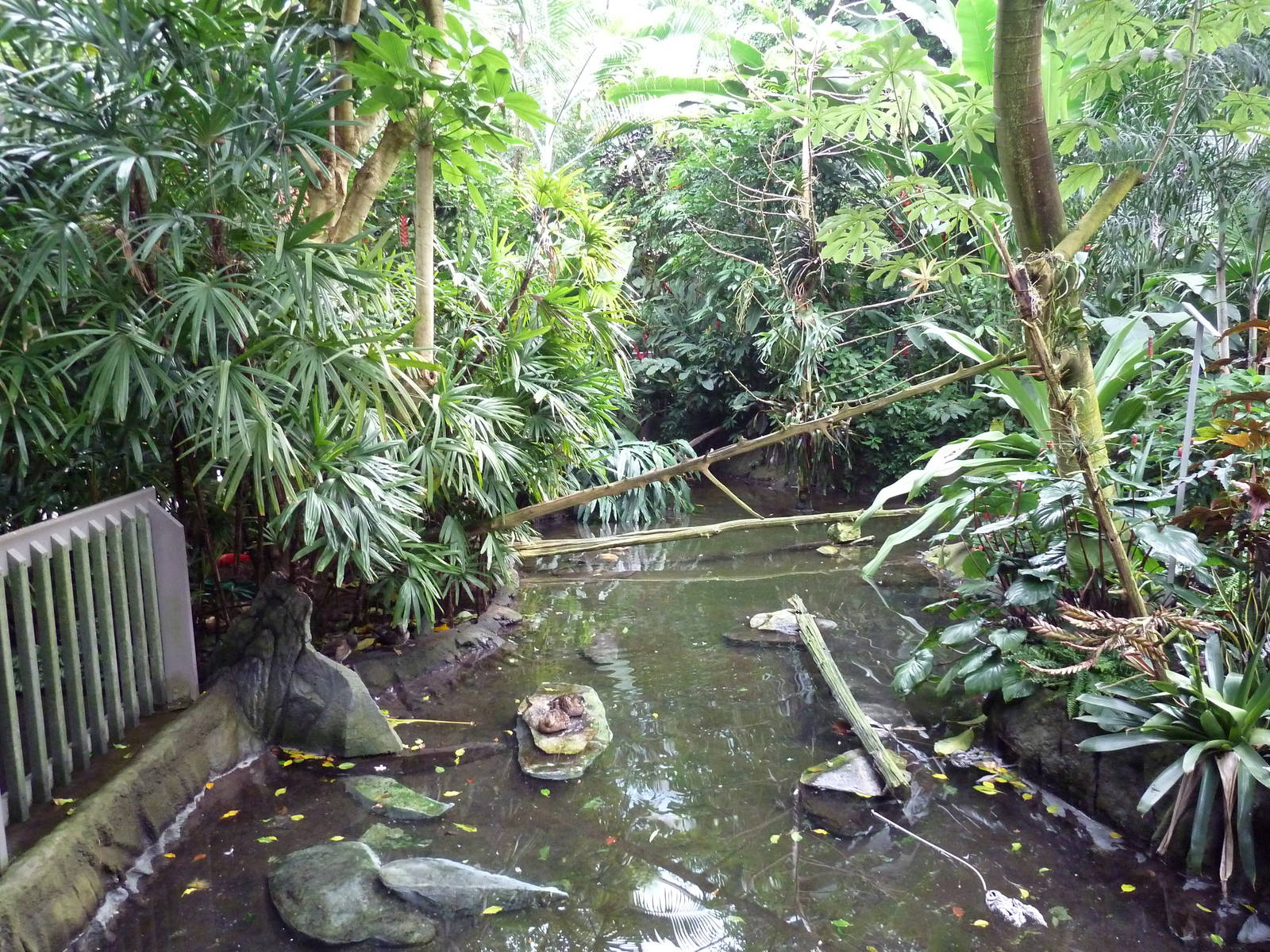 Forest Aviary - 35 Bird Species