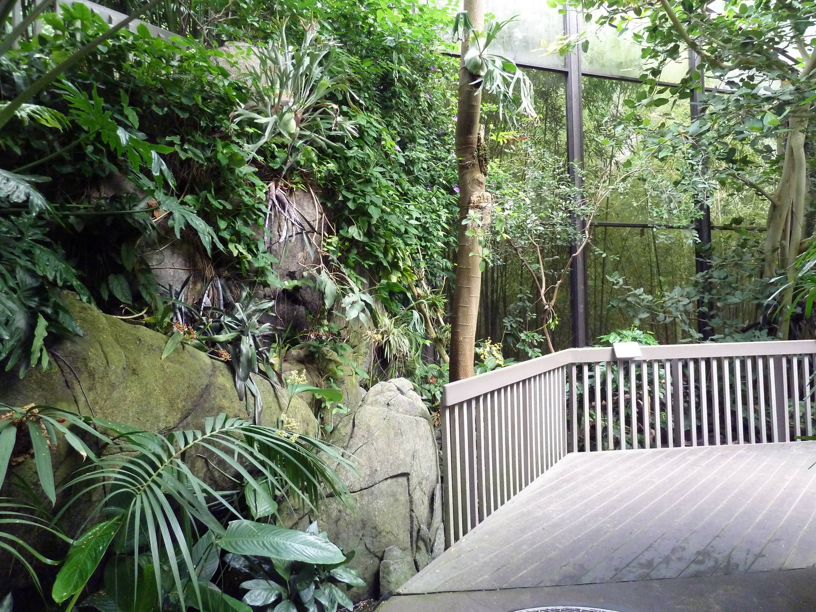 Forest Aviary - 35 Bird Species