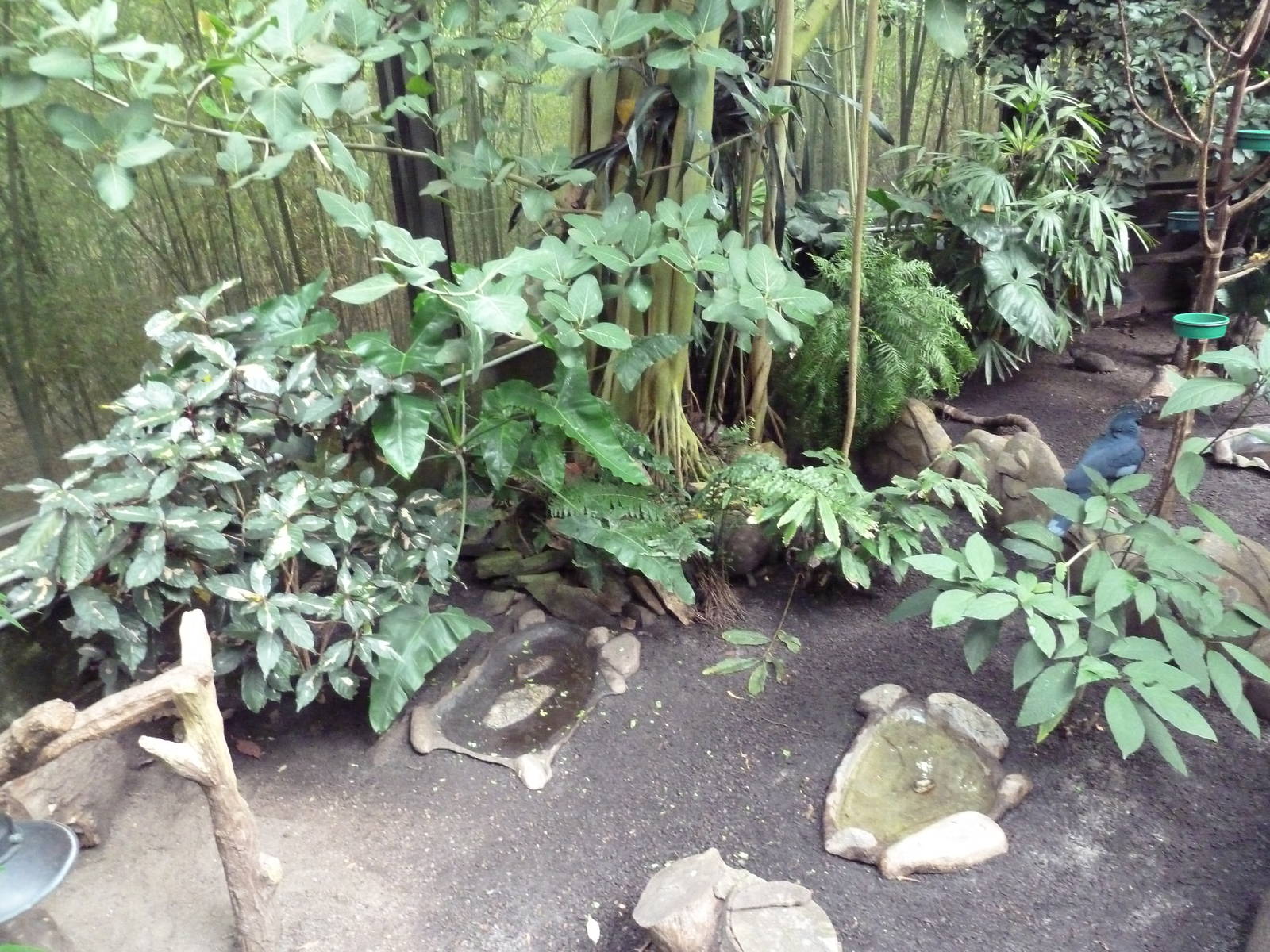 Forest Aviary - 35 Bird Species