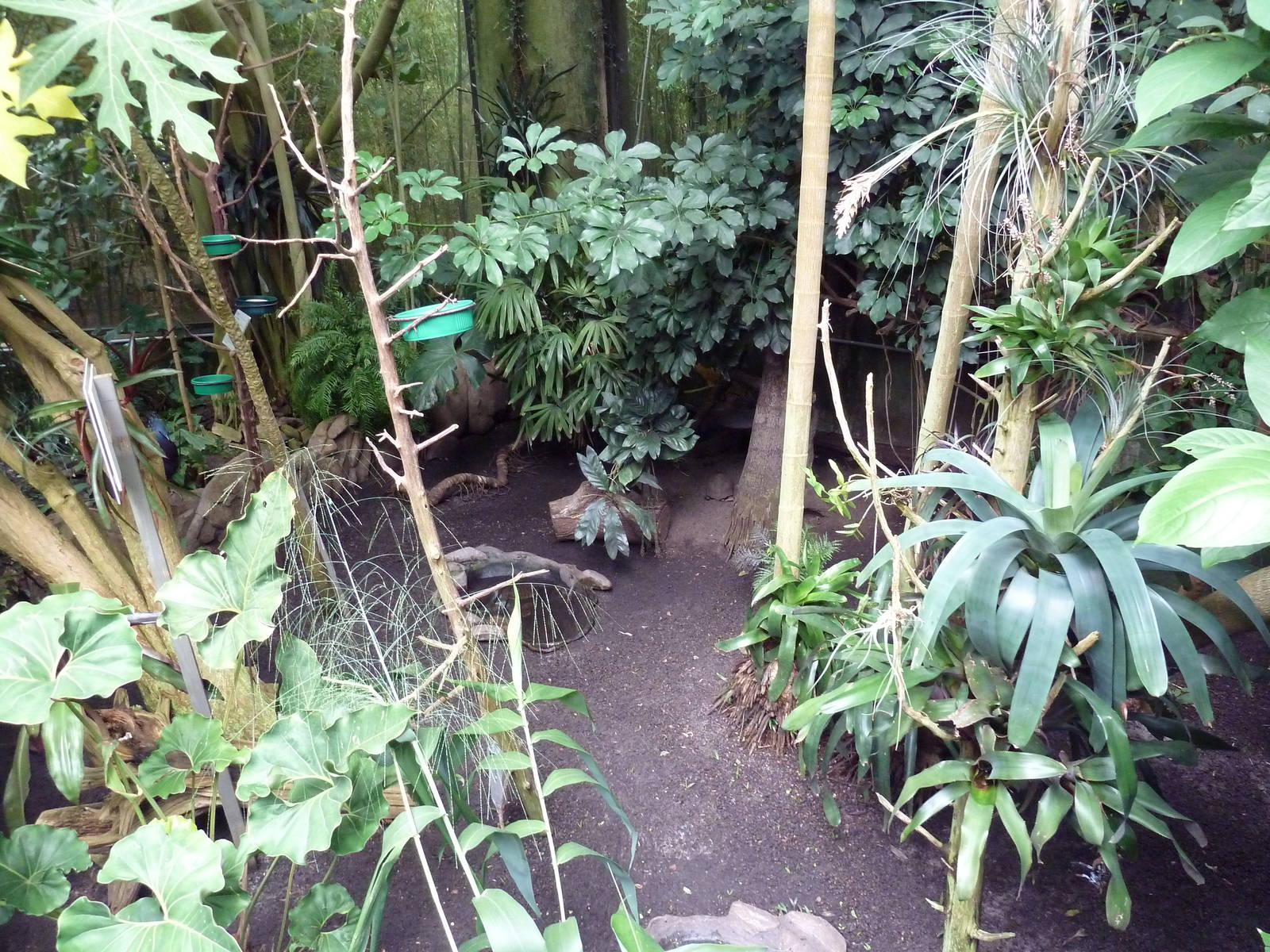 Forest Aviary - 35 Bird Species