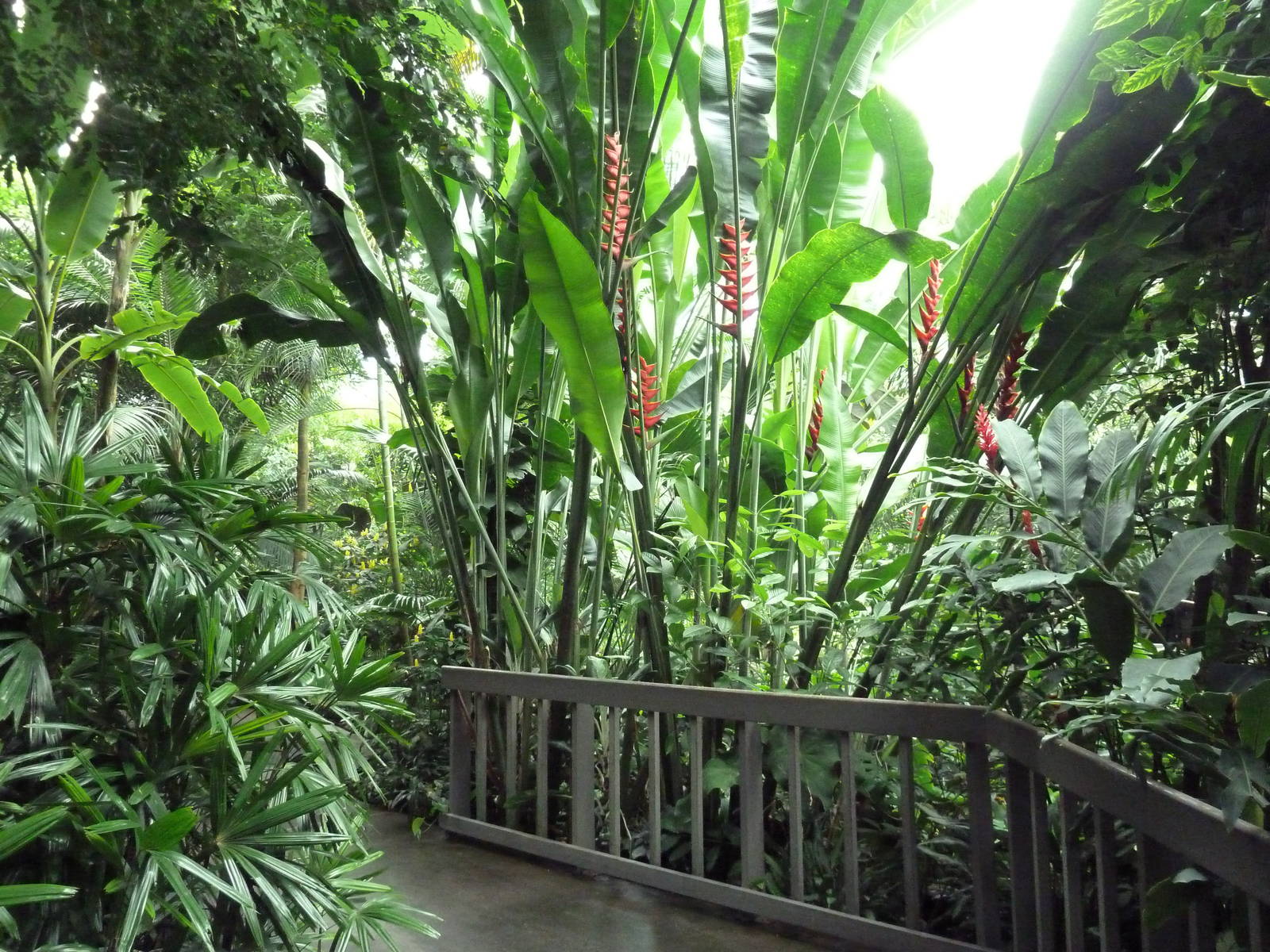 Forest Aviary - 35 Bird Species