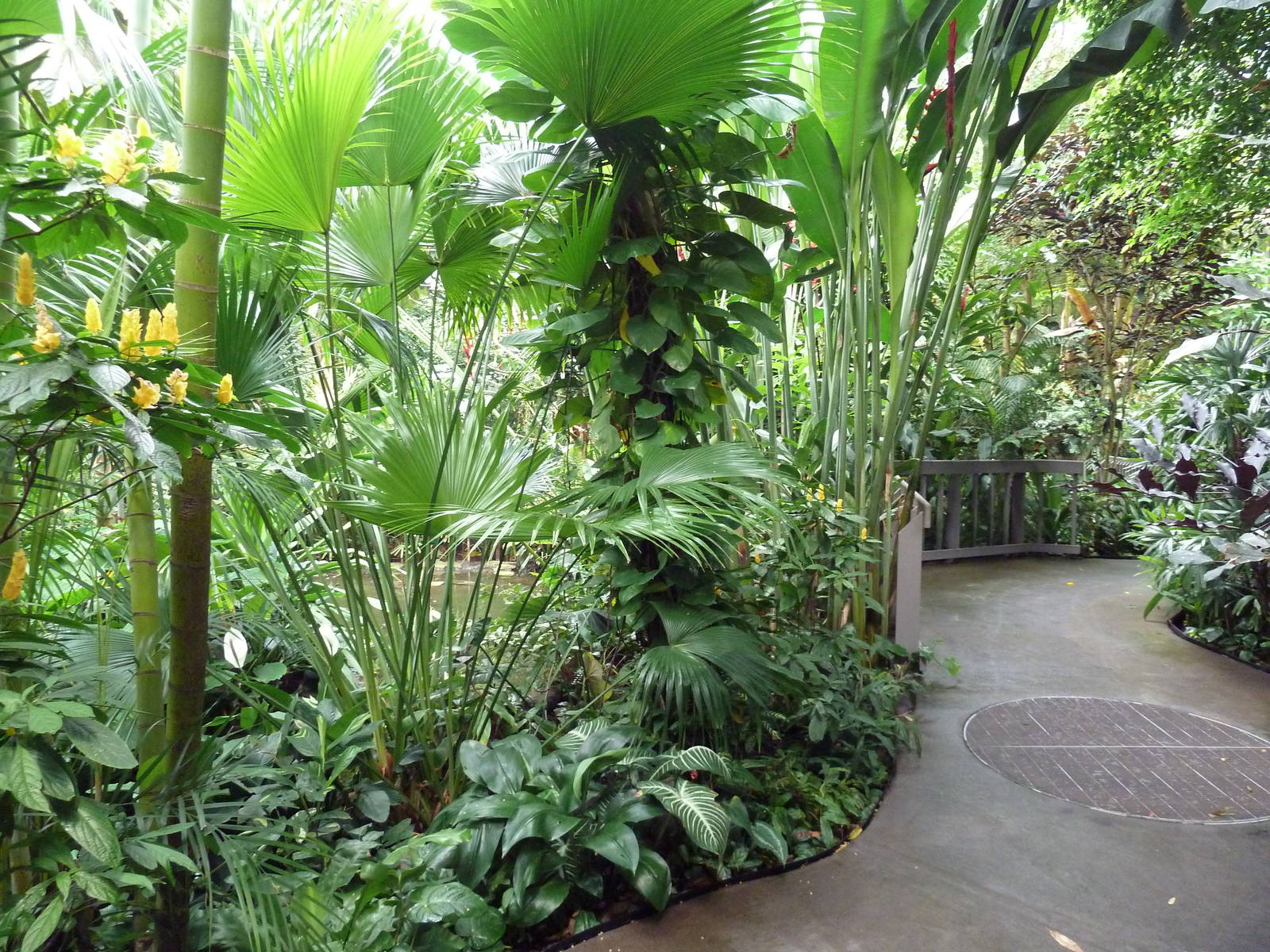 Forest Aviary - 35 Bird Species