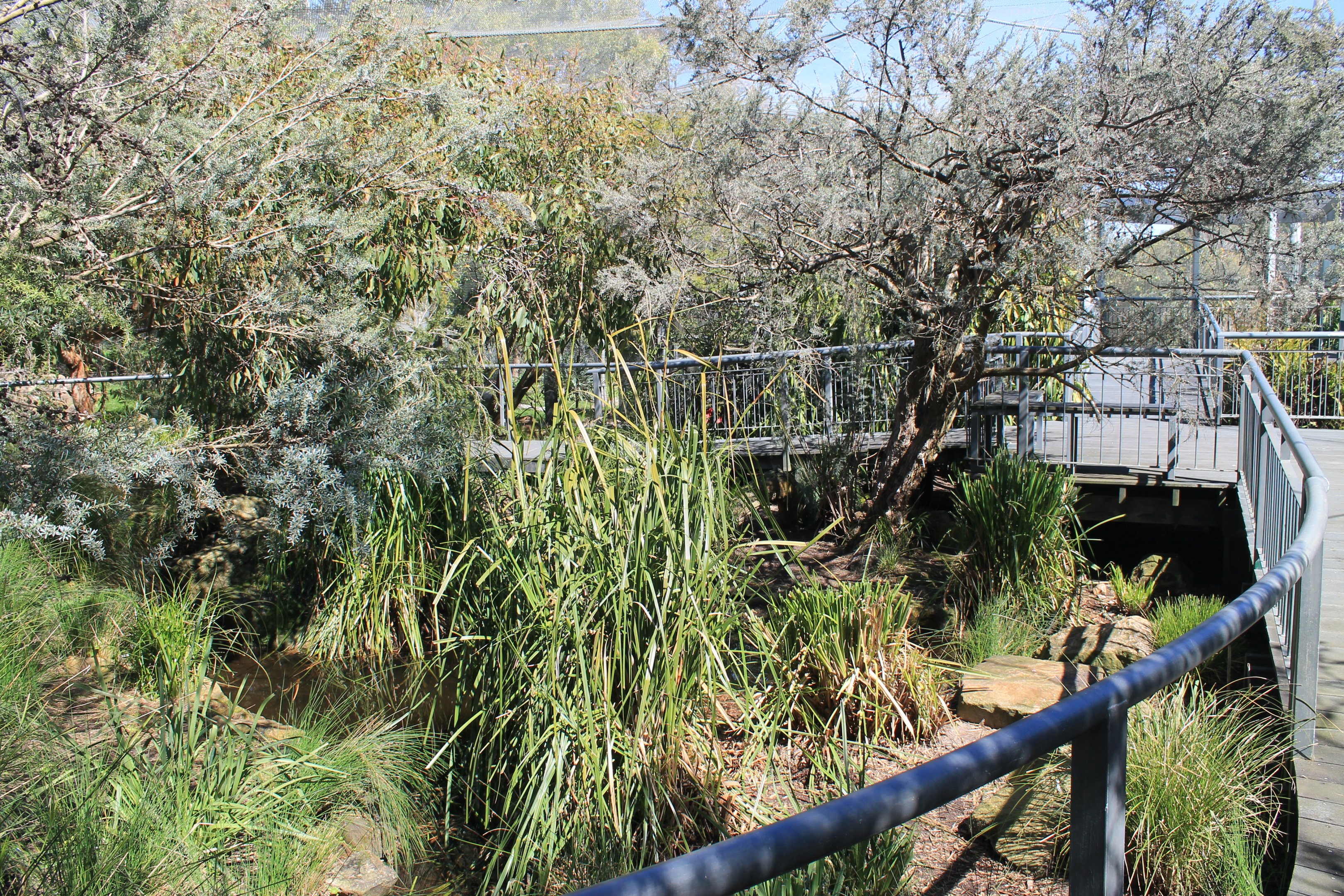 Forest Aviary interior