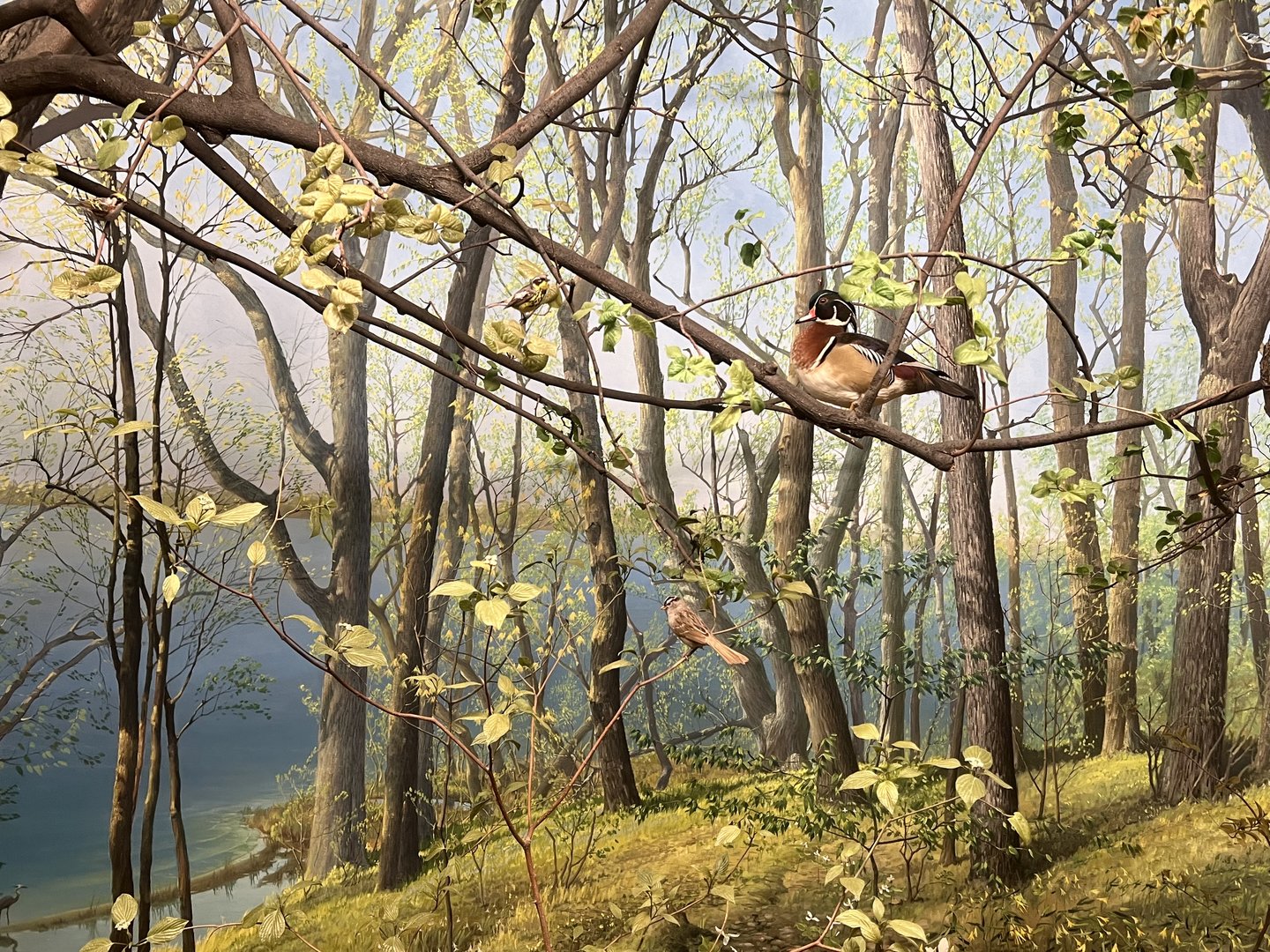 Forest Birds Diorama