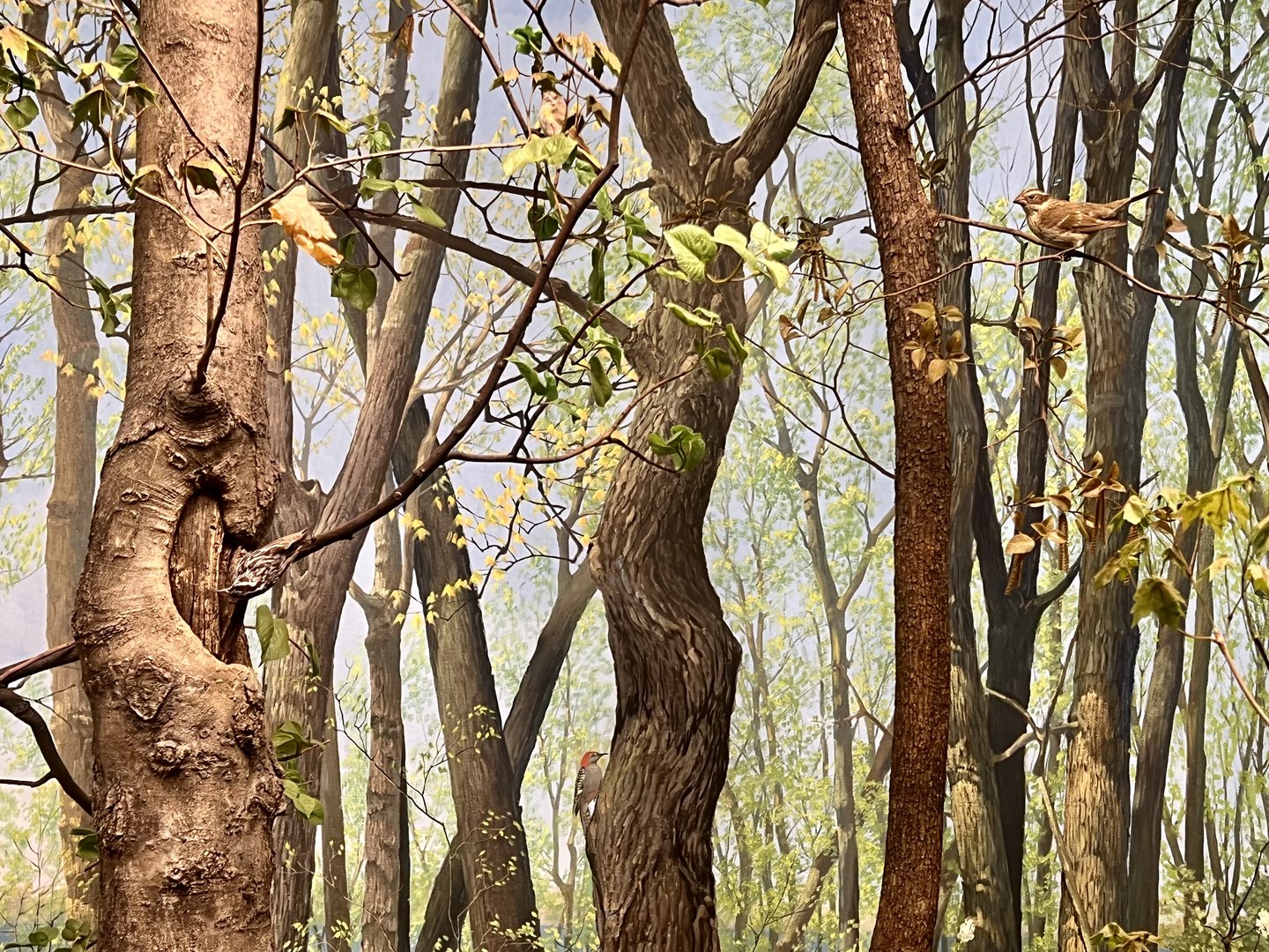 Forest Birds Diorama