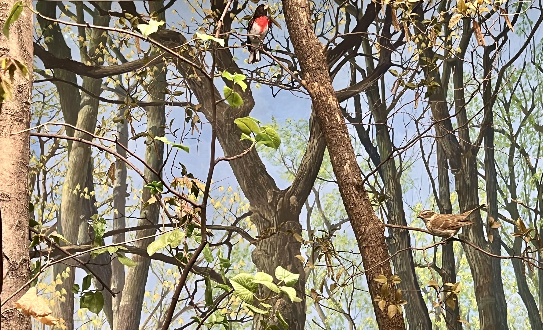 Forest Birds Diorama