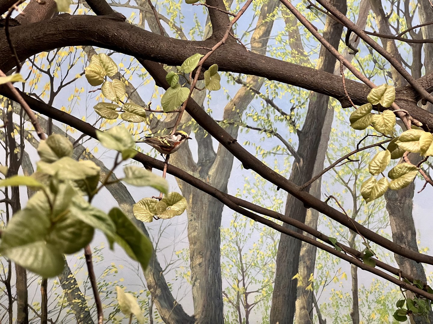 Forest Birds Diorama