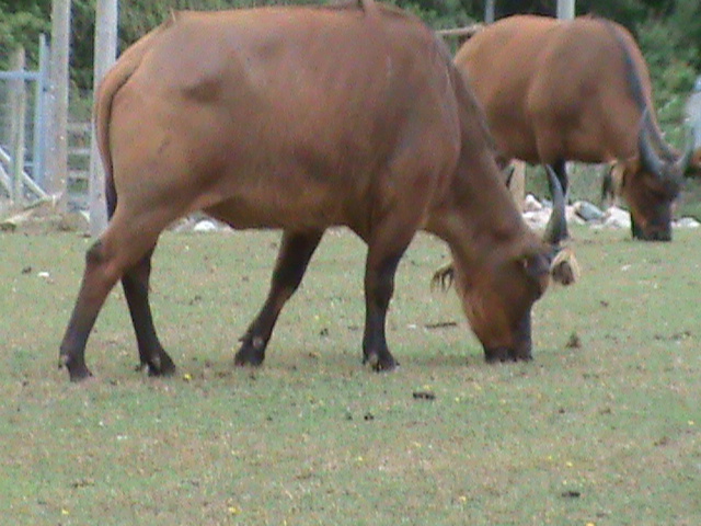 forest buffalo 08.10