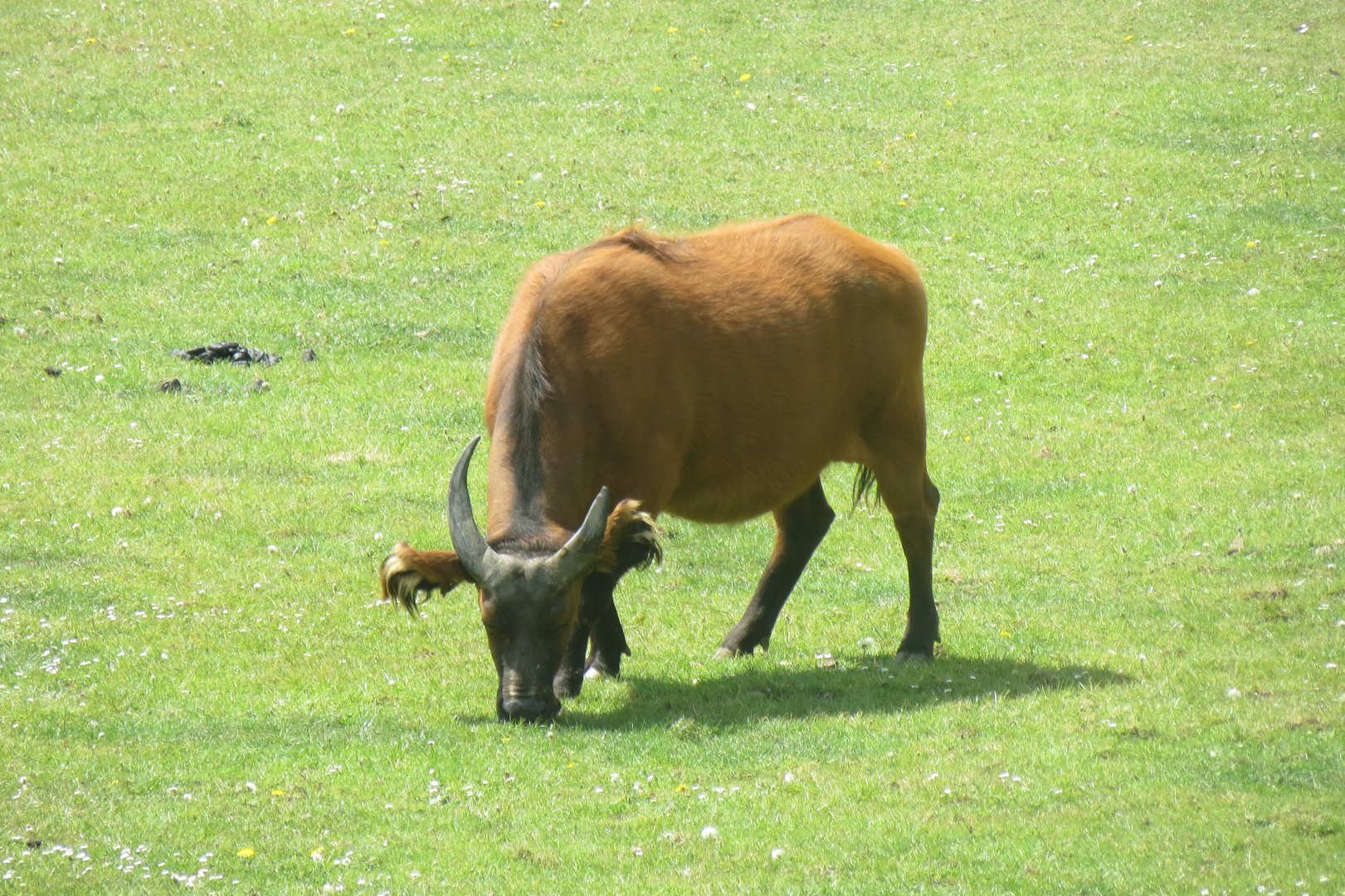 Forest buffalo 110519