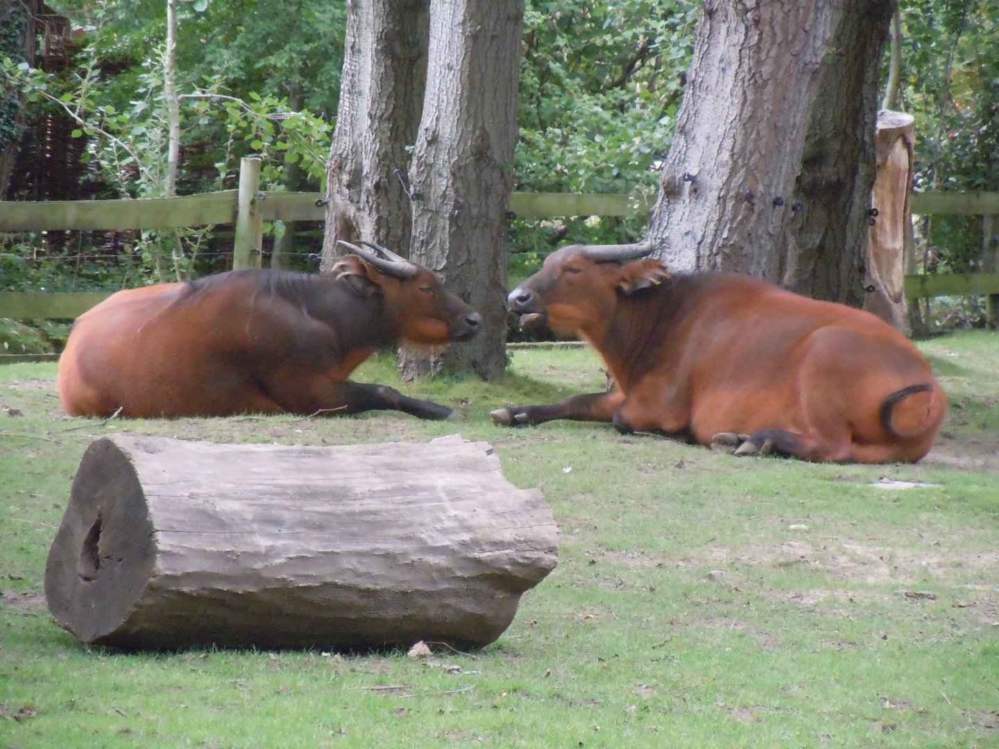 Forest buffalo 110920