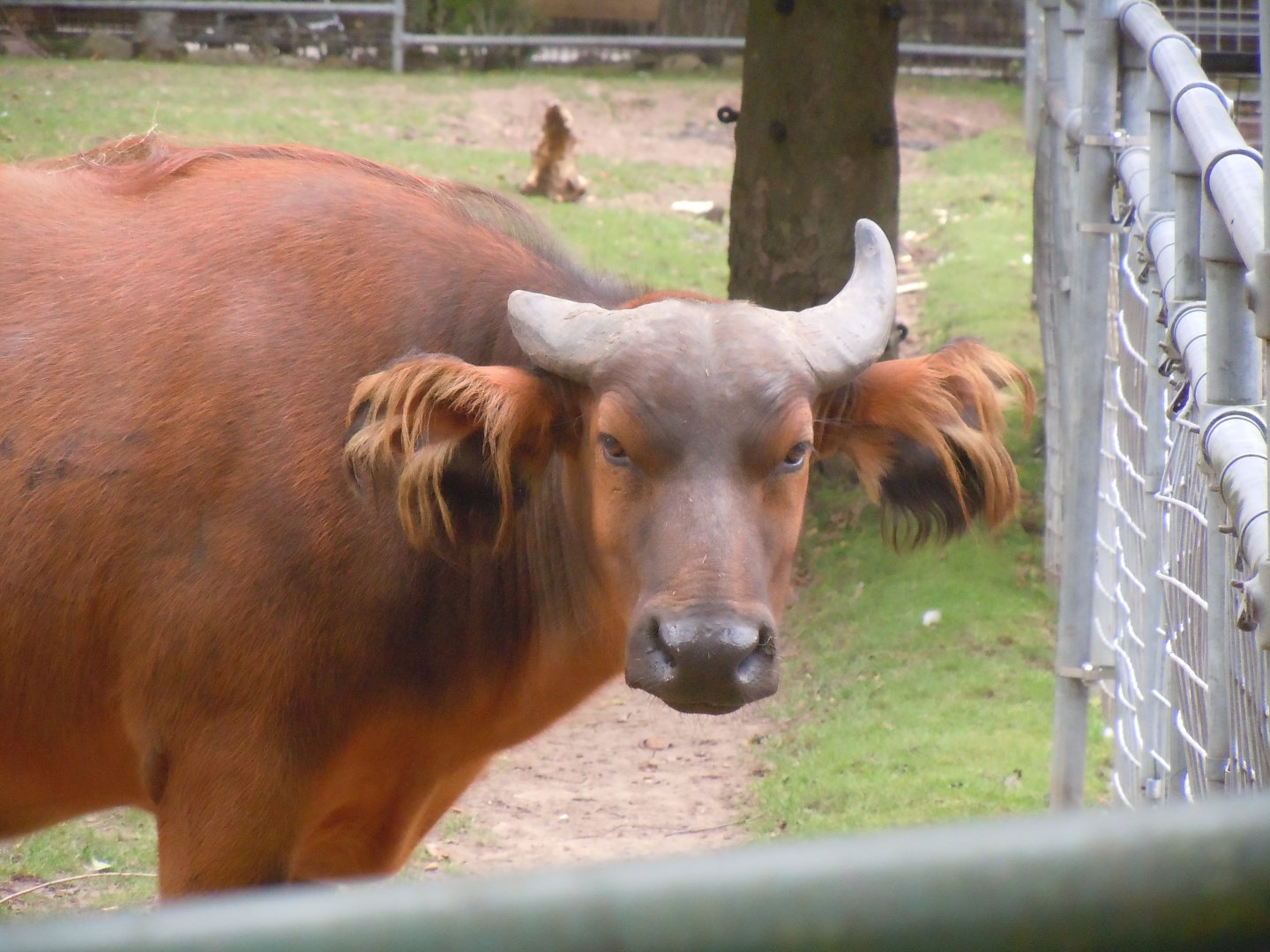 Forest buffalo 110920