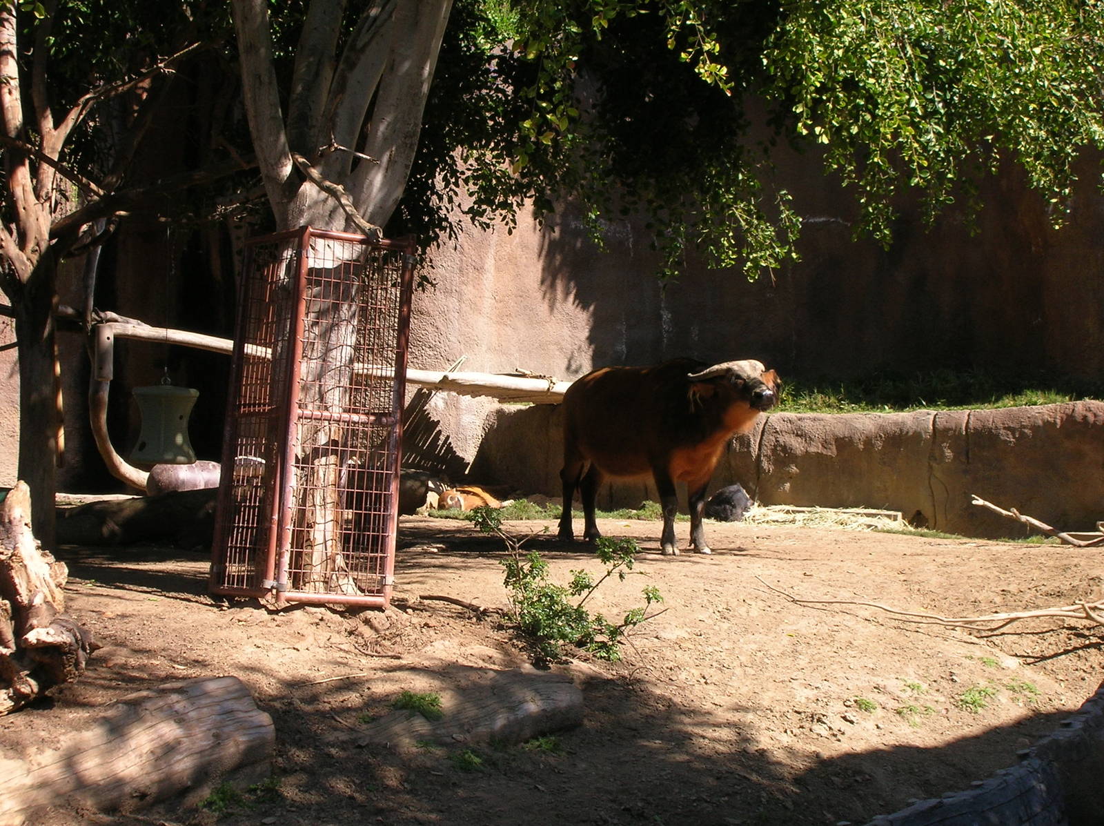 Forest Buffalo 2-19-09