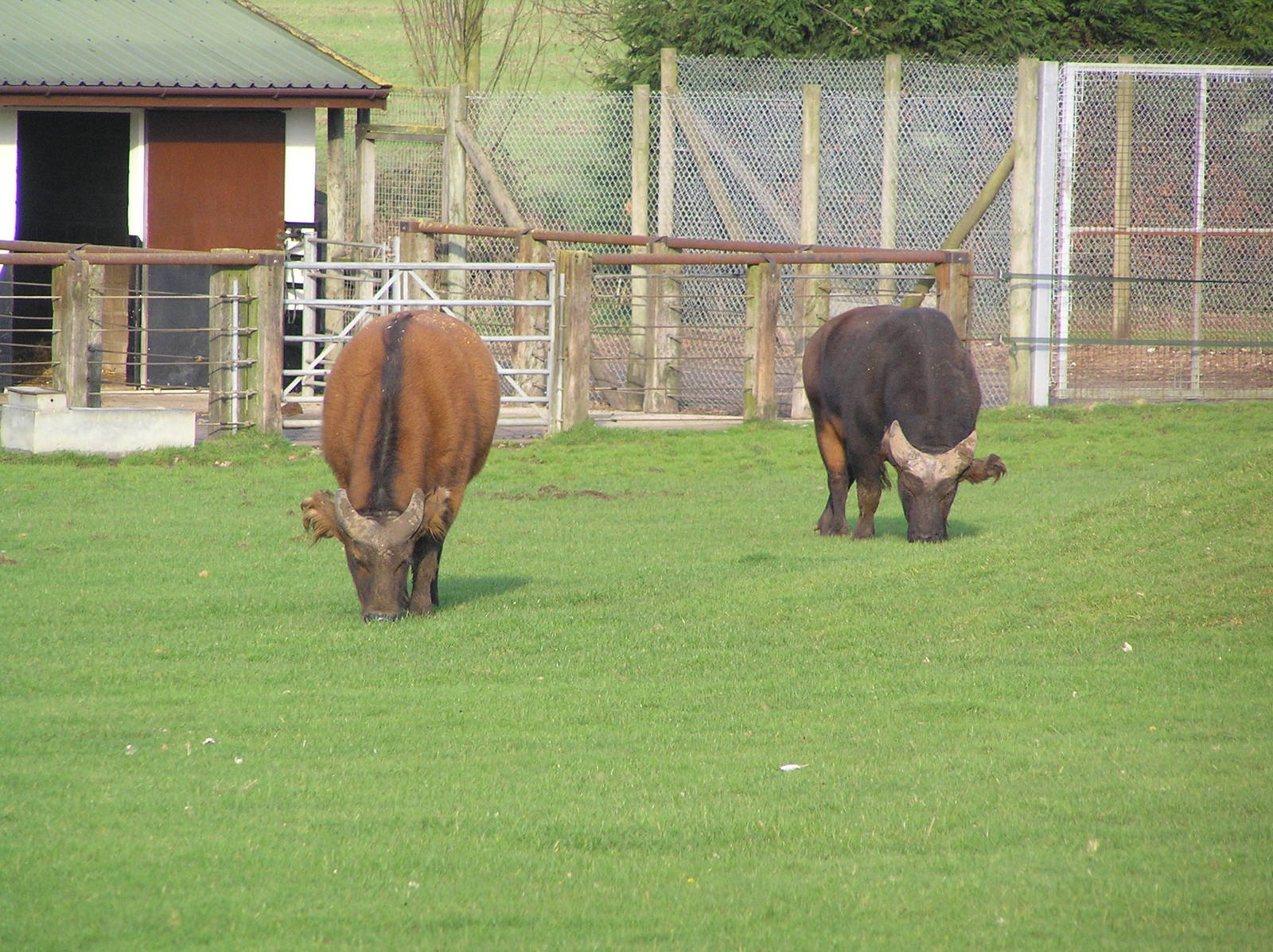Forest buffalo - Africa Alive 05