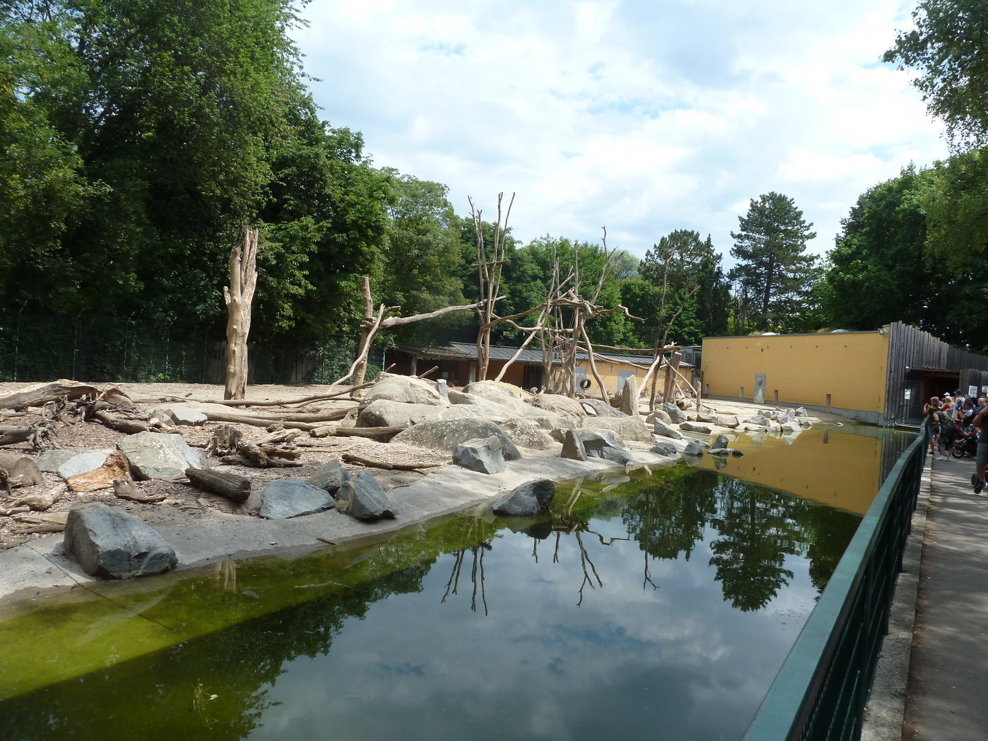 Forest buffalo and hamadryan baboon mixed enclosure