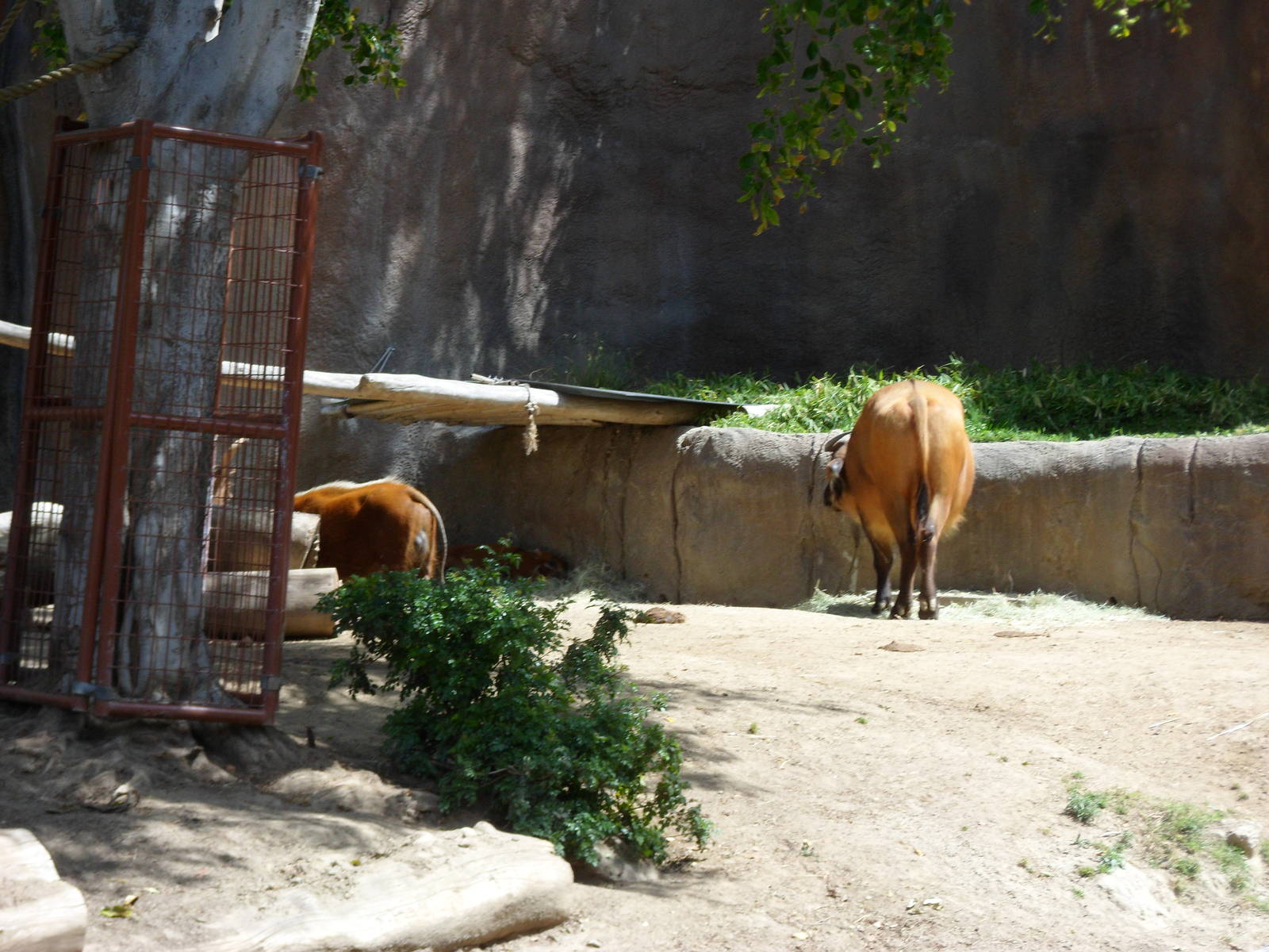 Forest Buffalo and Red River Hog