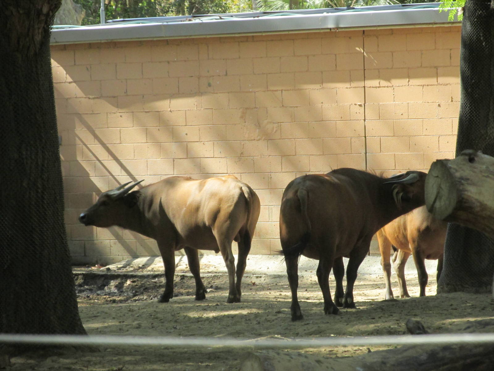 forest buffalo barcelona zoo
