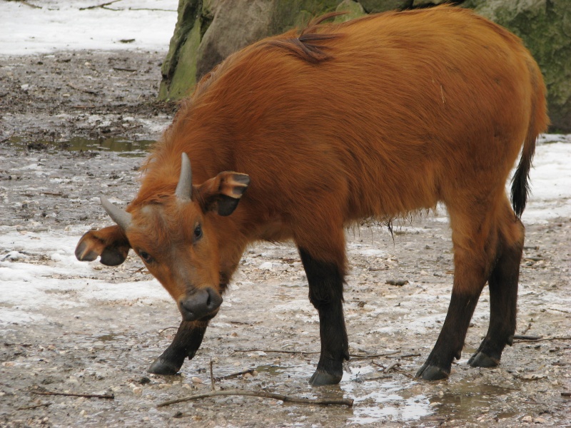 Forest Buffalo calb @ zoo Dvur Kralove
