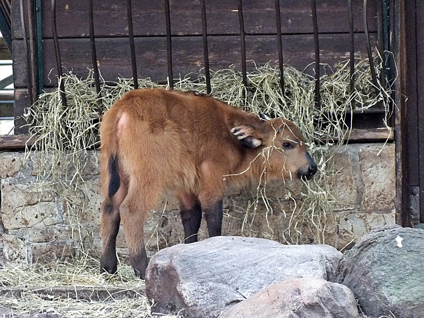 Forest buffalo calf