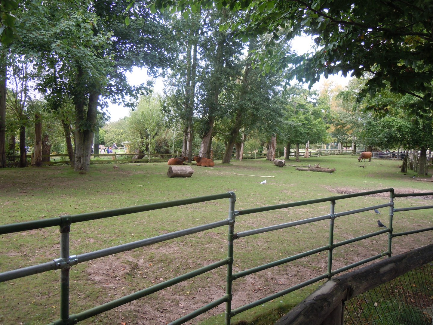 Forest buffalo enclosure 110920