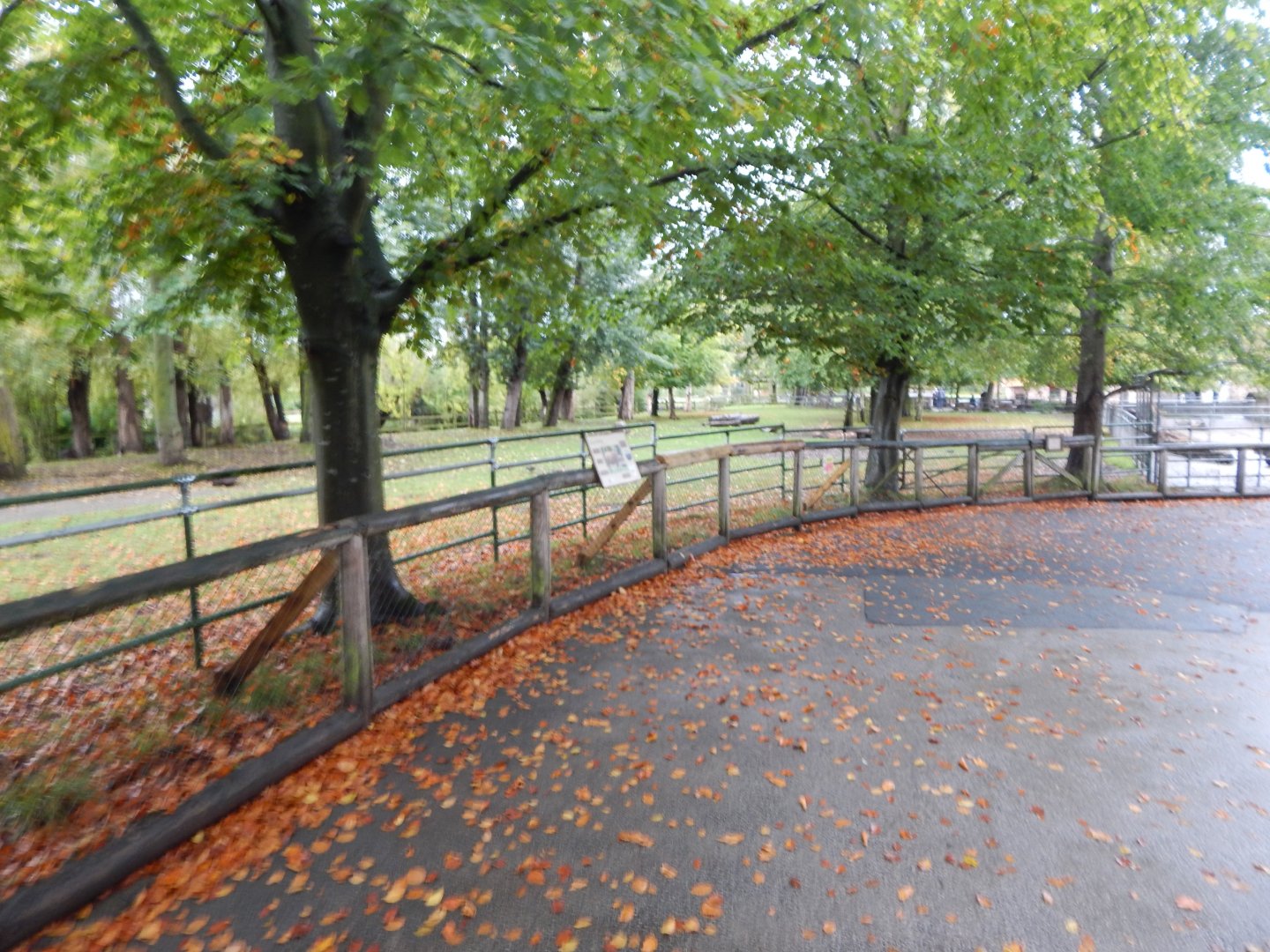 Forest buffalo enclosure 191021