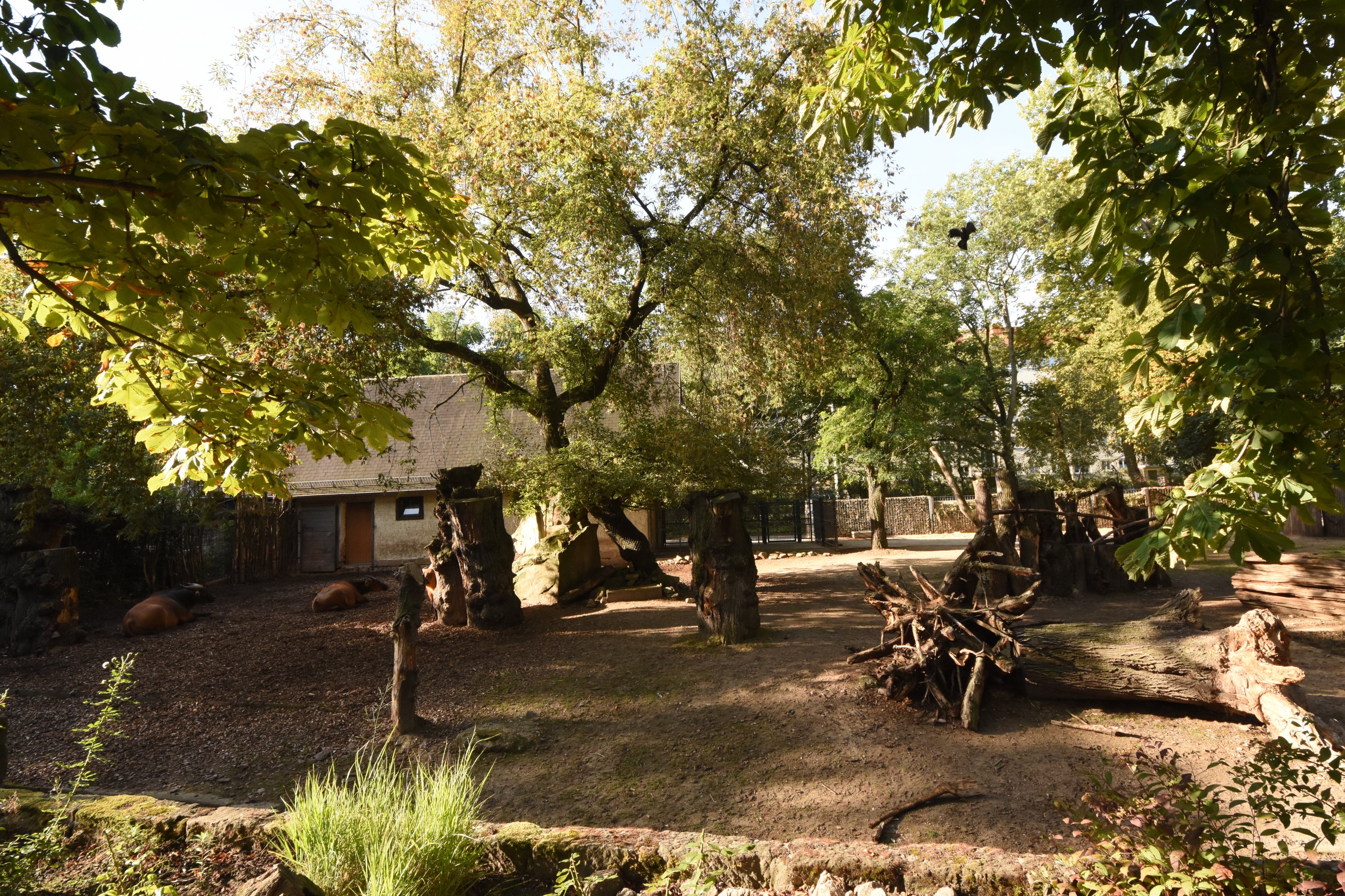 Forest buffalo enclosure