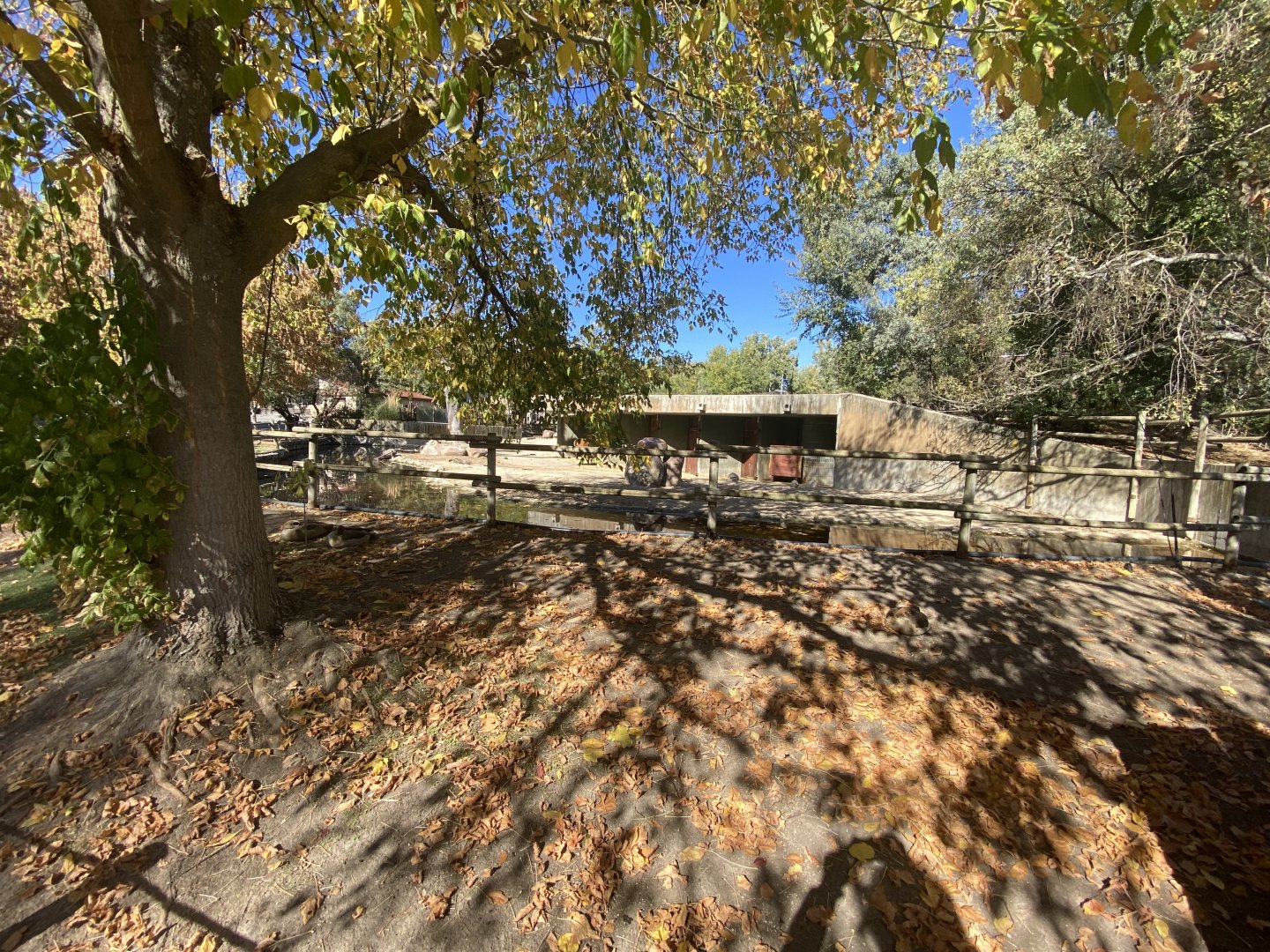 Forest buffalo enclosure