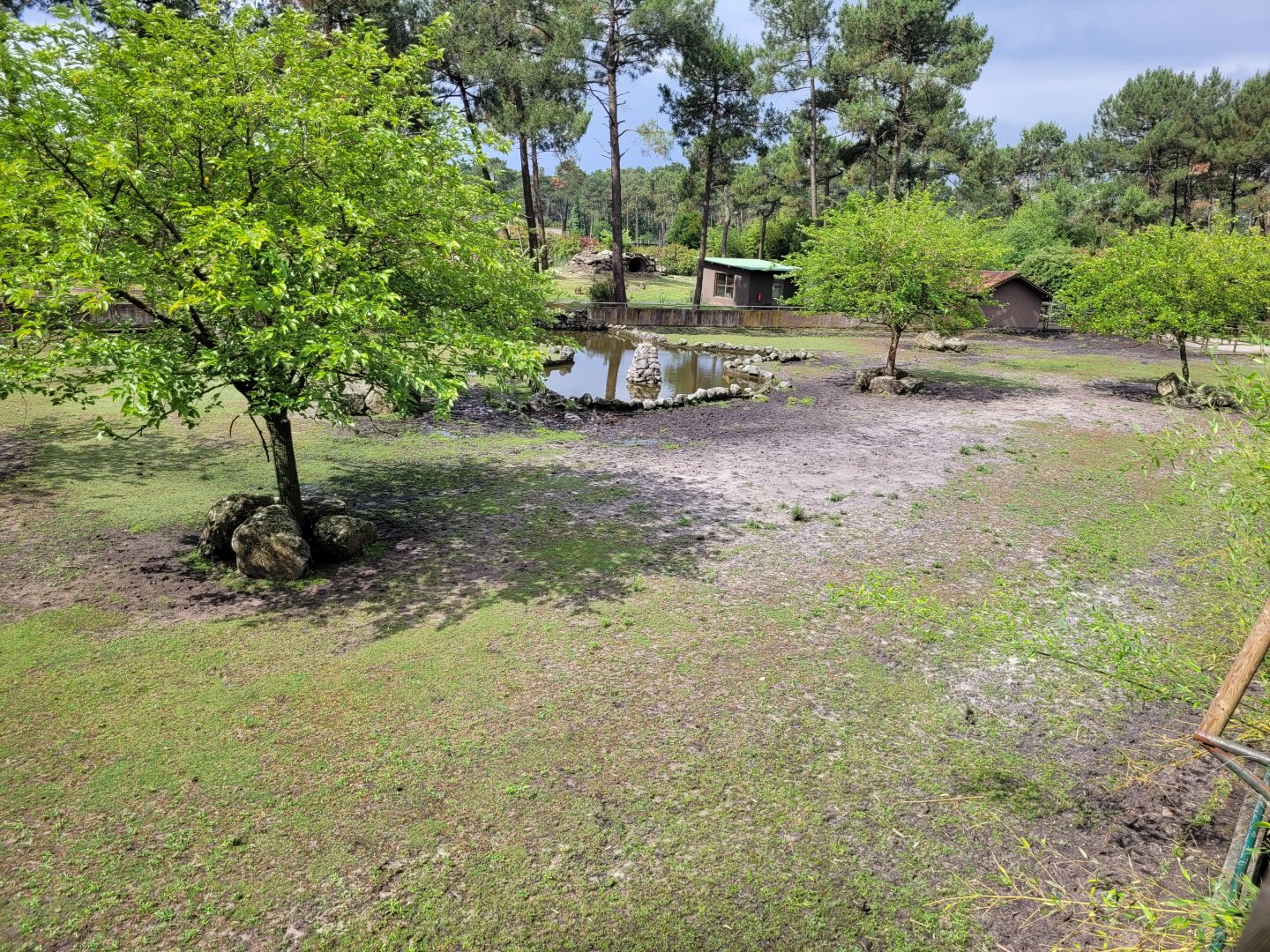 Forest buffalo exhibit -Zoo du bassin d'Arcachon (2024)