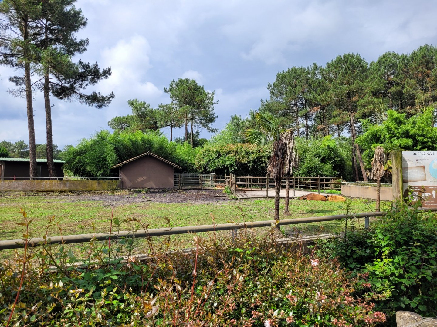 Forest buffalo exhibit -Zoo du bassin d'Arcachon (2024)