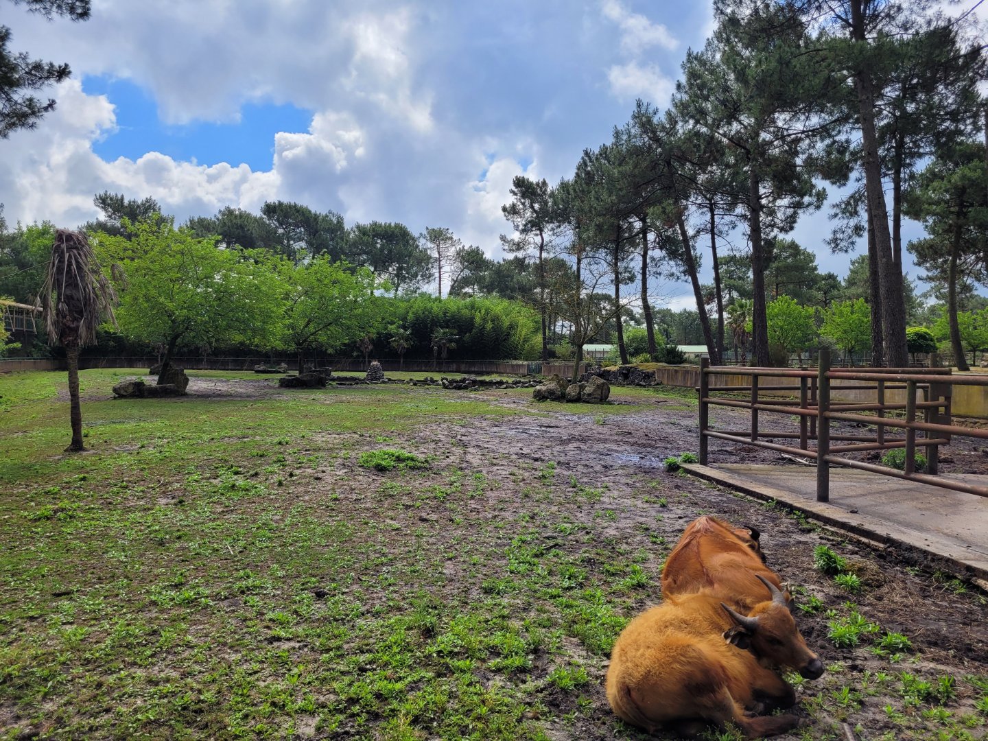 Forest buffalo exhibit -Zoo du bassin d'Arcachon (2024)