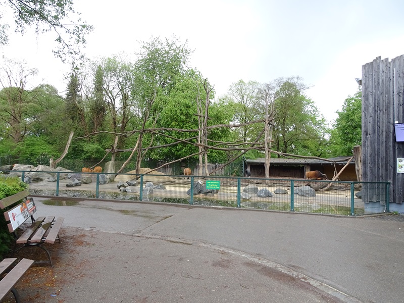 Forest buffalo + hamadryas baboon enclosure