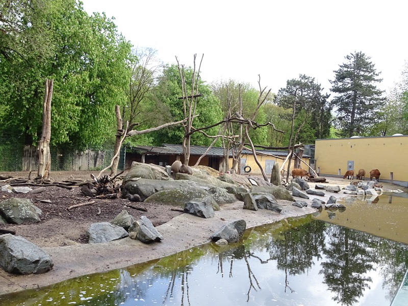 Forest buffalo + hamadryas baboon enclosure