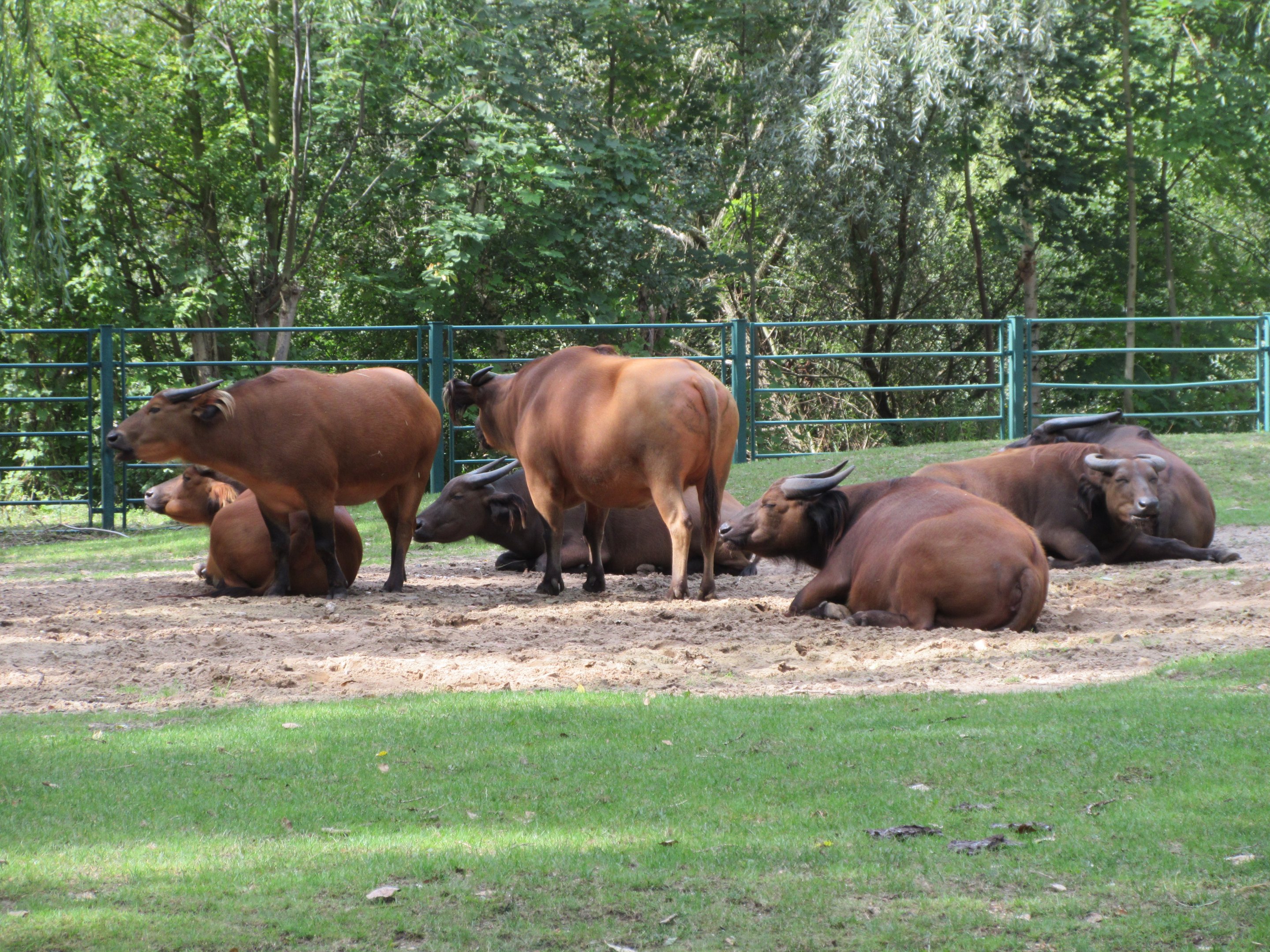 Forest Buffalo Herd