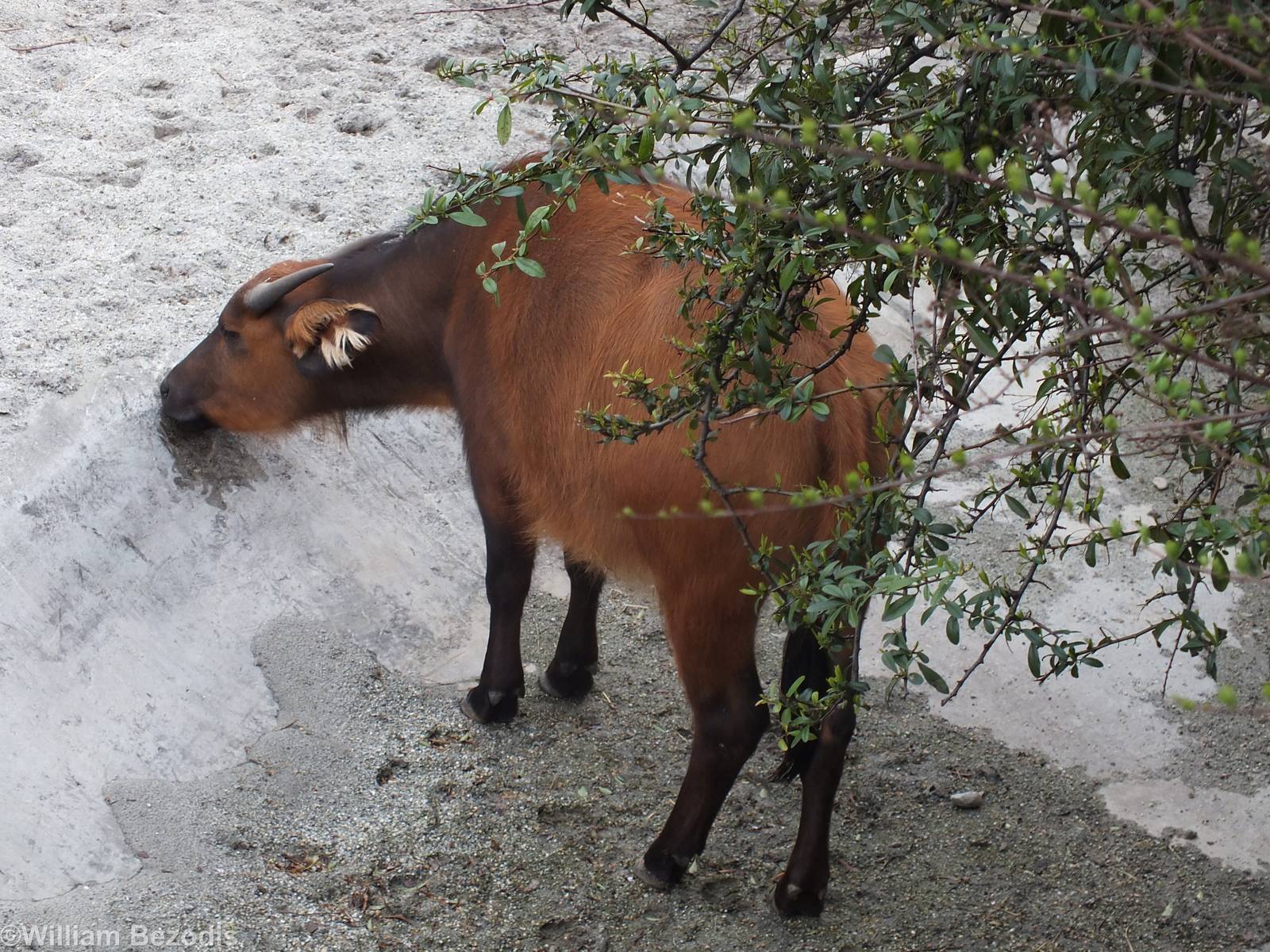 Forest Buffalo Licking