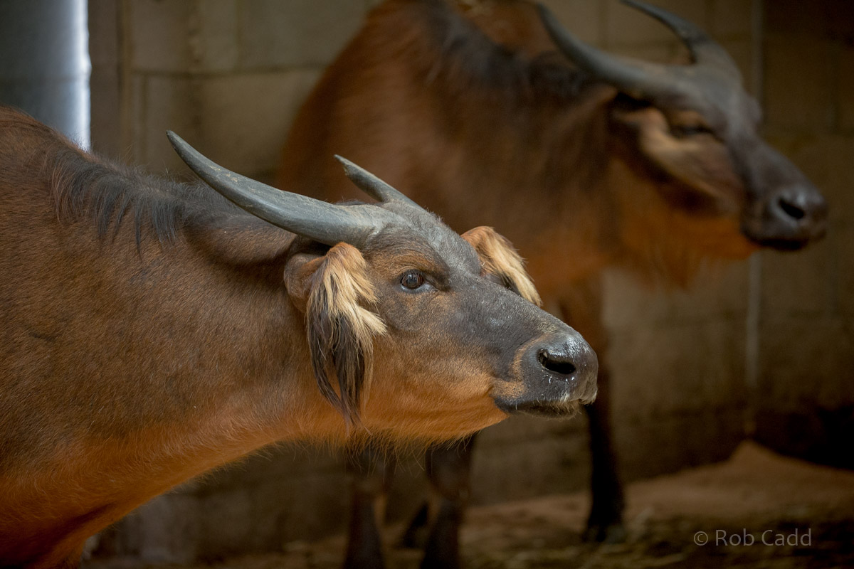 Forest buffalo : Marwell : 29 Jul 2016