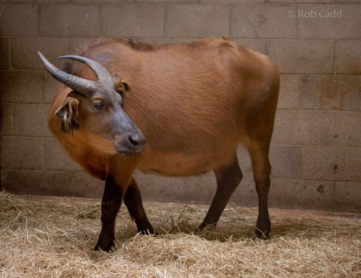 Forest buffalo : Marwell : 29 Jul 2016