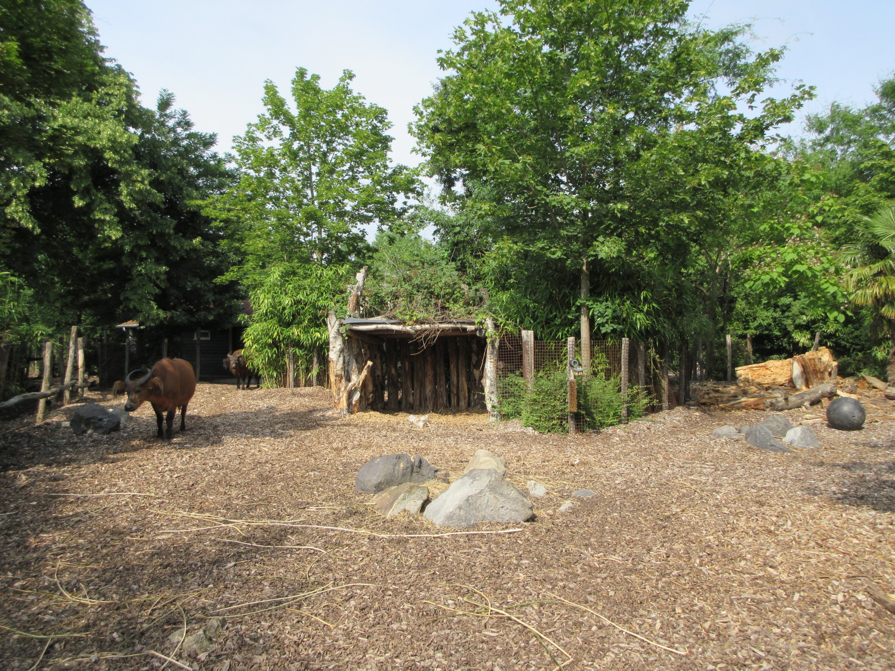 Forest Buffalo/Red River Hog Exhibit