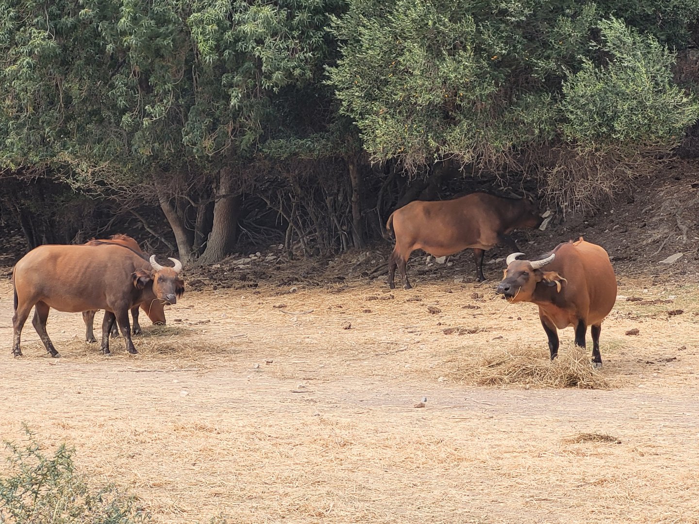Forest buffalo -Réserve Africaine de Sigean (2022)