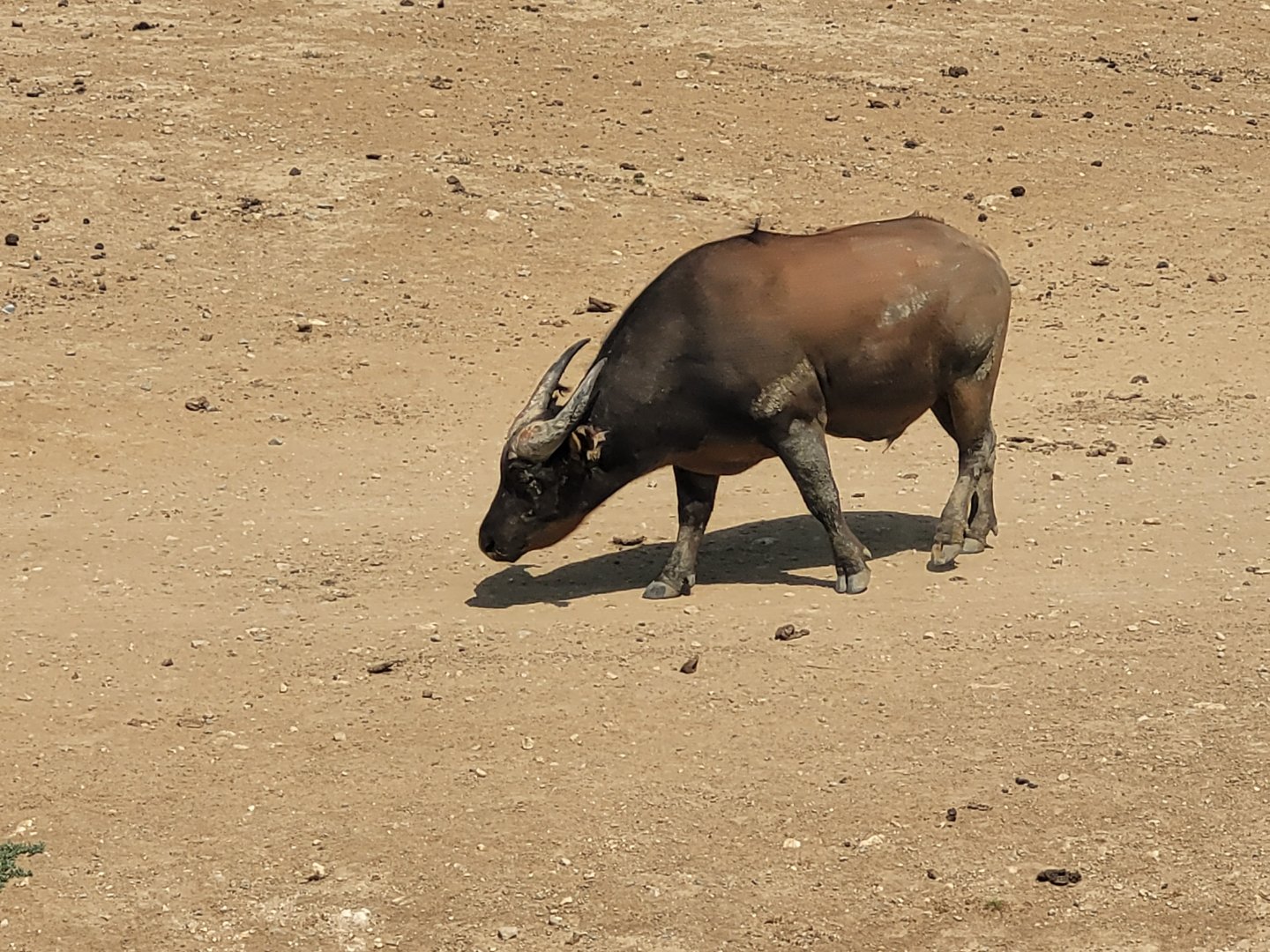 Forest buffalo -Réserve Africaine de Sigean (2022)