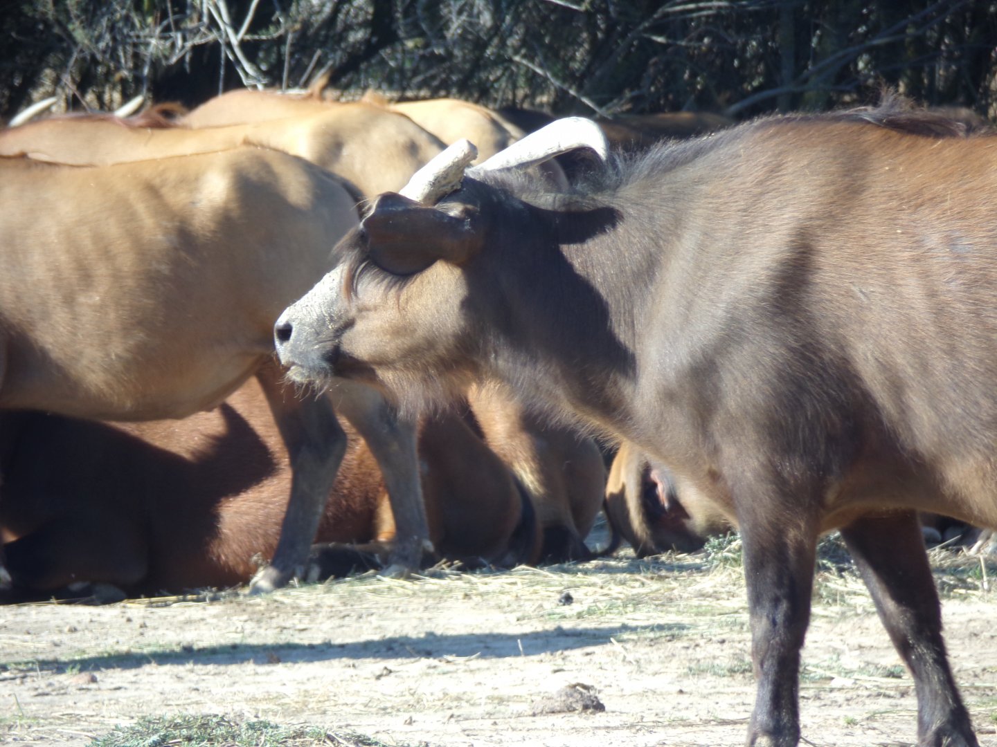 Forest Buffalo - - Réserve Africaine de Sigean (2024)