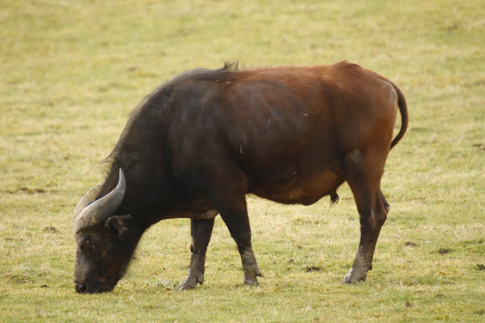 Forest buffalo  (Syncerus caffer nanus)