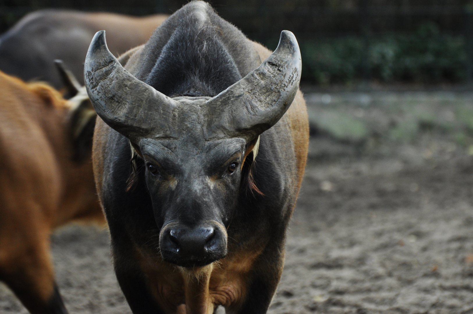 Forest buffalo (Syncerus caffer nanus)