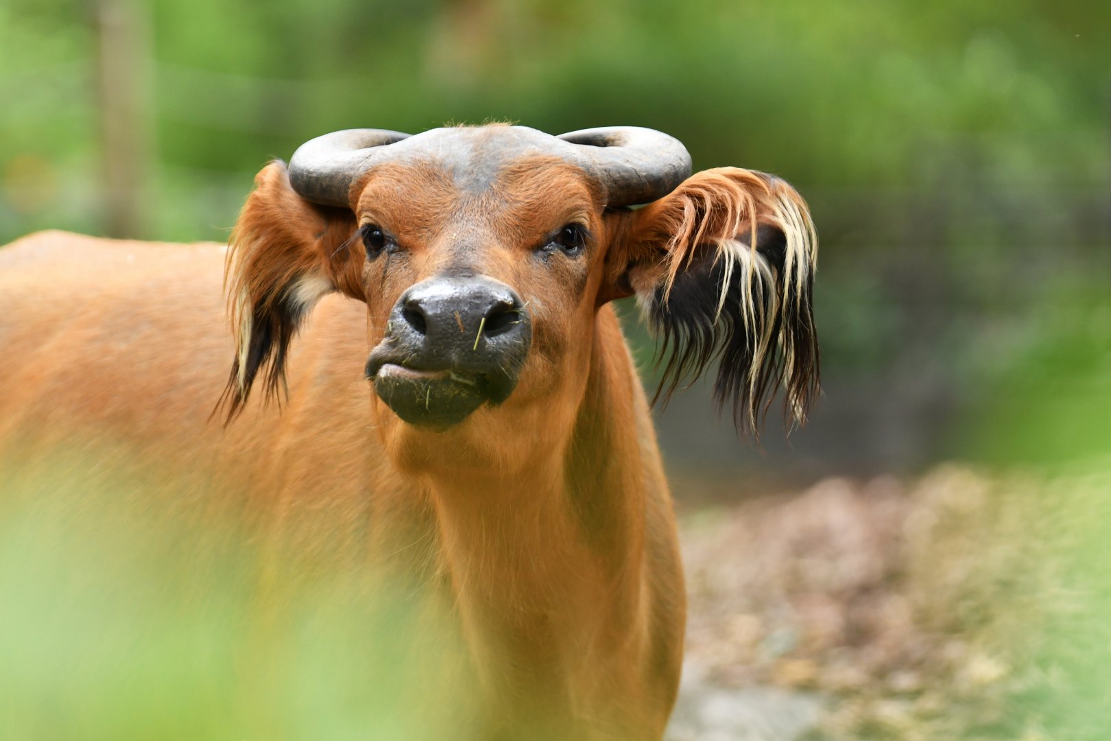 Forest buffalo (Syncerus caffer nanus)